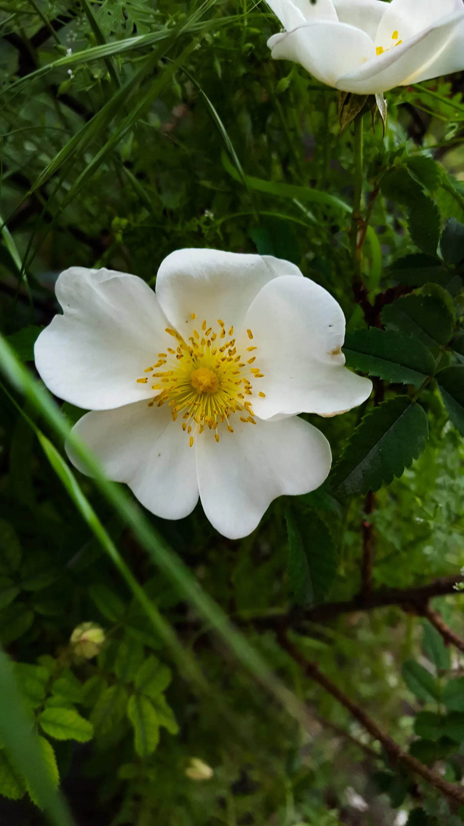 Wild Rose (Rosa Californica 'Plena') — green backdrop.<br><br>In late spring to early summer; this rose blooms from late spring to fall