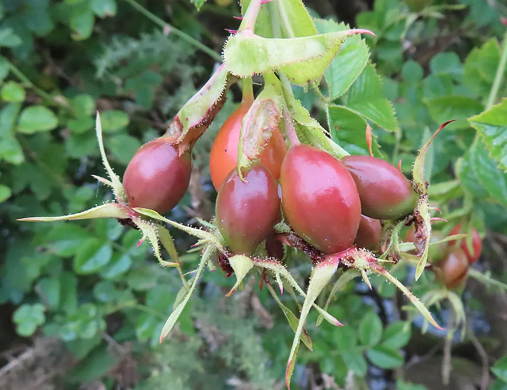 Wild Rose (Rosa Californica 'Plena') — approximately 2 to 3 inches in diameter; and informal hedge settings, image 100