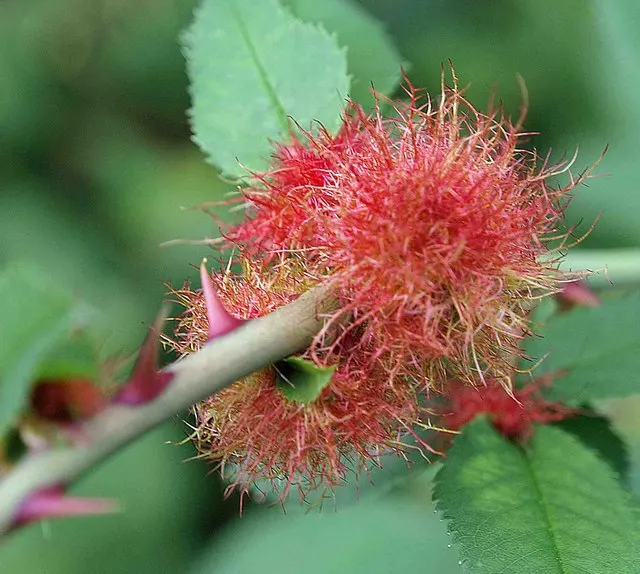 Wild Rose (Rosa Californica 'Plena') — The plant's flowering season extends into the fall; while its pinnately compound leaves, image 74