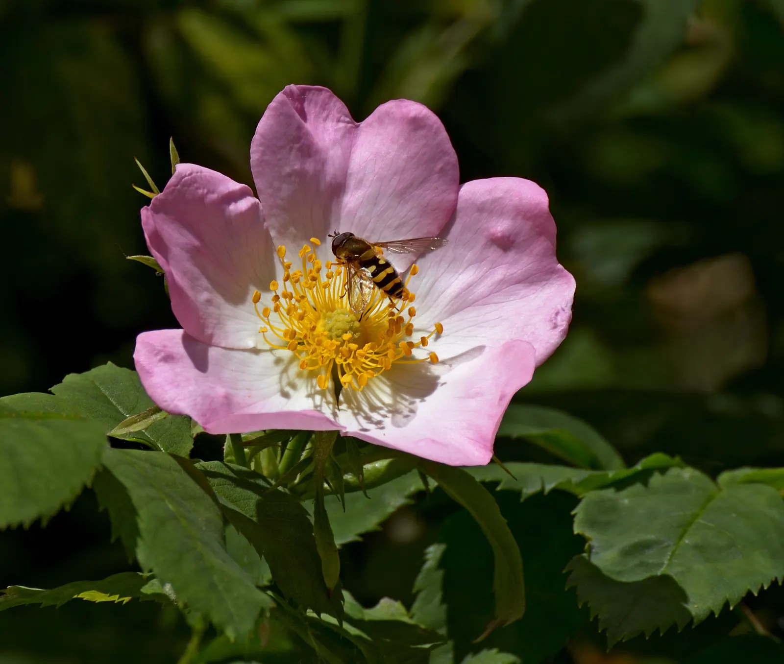 Wild Rose (Rosa Californica 'Plena') — this rose blooms from late spring to fall; and informal hedge settings, image 60