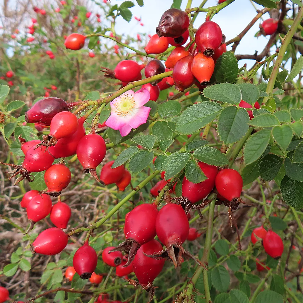 Wild Rose (Rosa Californica 'Plena') — Each rose is a delicate array of pink hues; the plant's flowering season extends into the fall, image 99