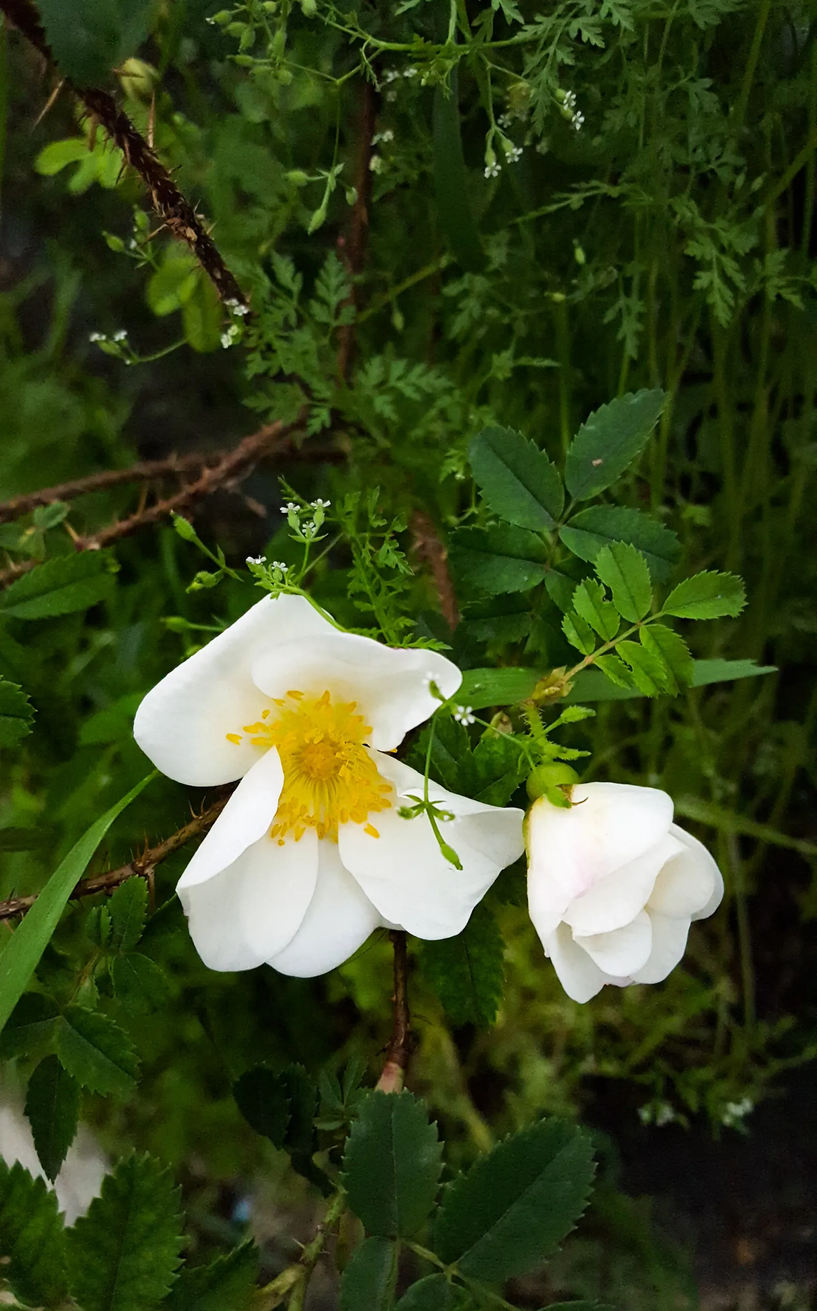 Wild Rose (Rosa Californica 'Plena') — Hardy and low-maintenance, it‚Äôs ideal for naturalistic landscapes; while its pinnately compound leaves