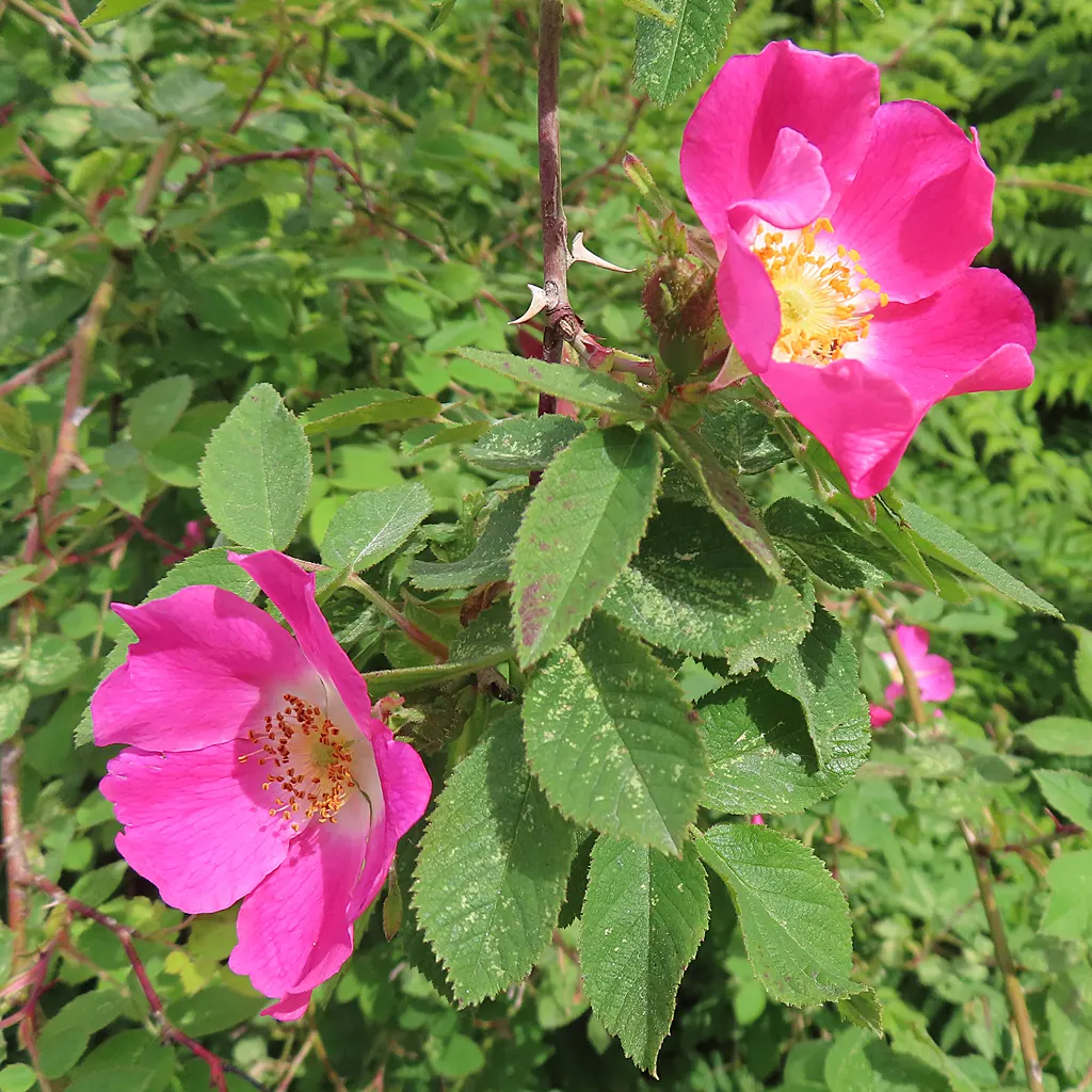 Wild Rose (Rosa Californica 'Plena') — while its pinnately compound leaves; the plant's flowering season extends into the fall
