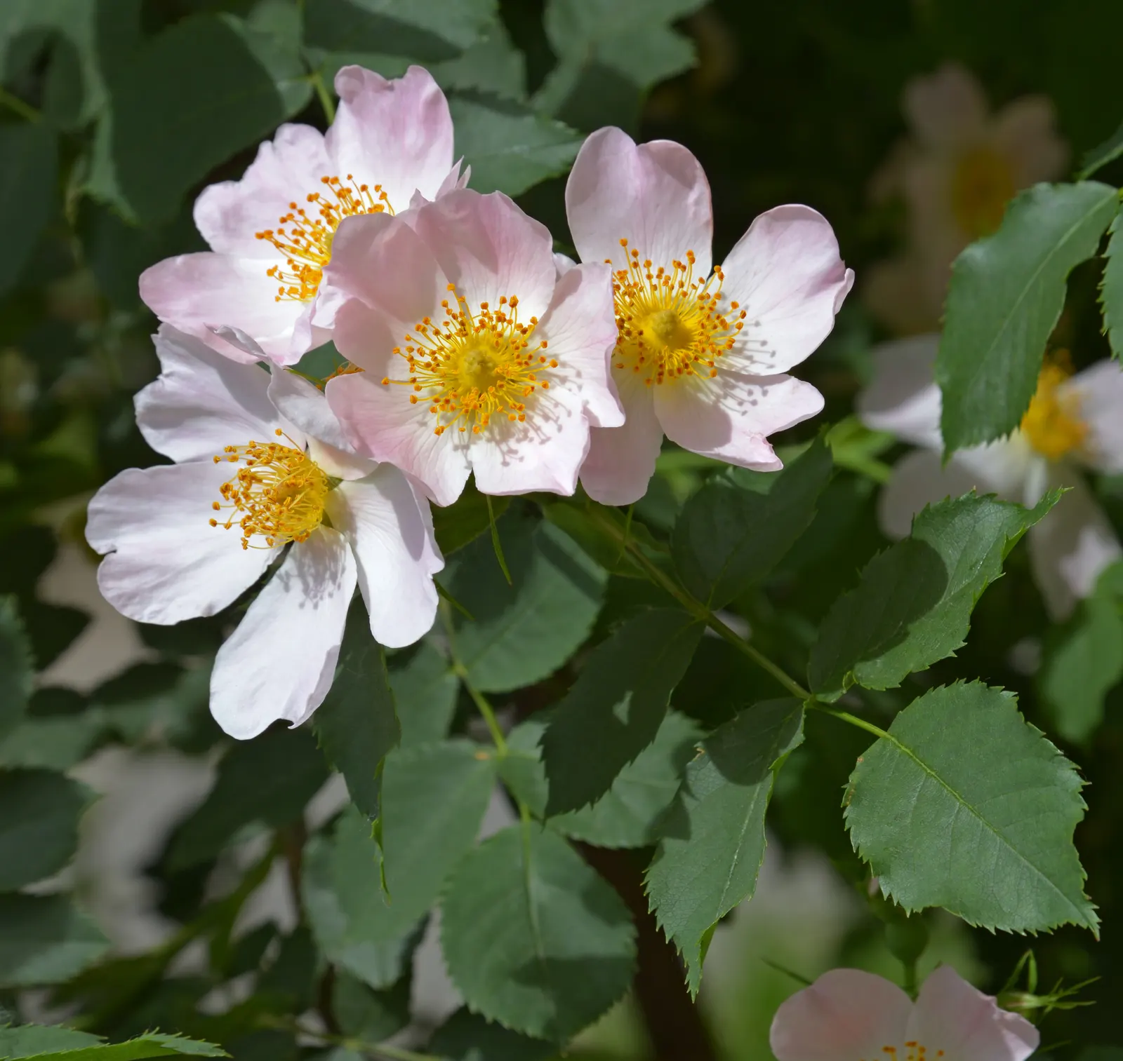 Wild Rose (Rosa Californica 'Plena') — The plant's flowering season extends into the fall; while its pinnately compound leaves, image 102