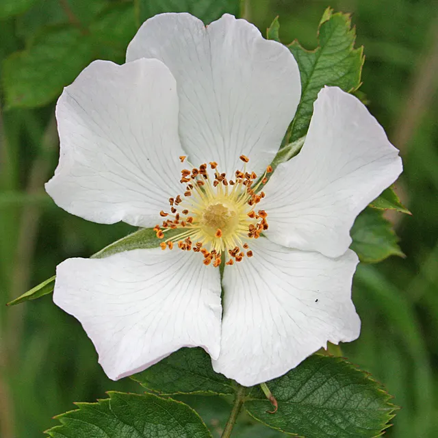 Wild Rose (Rosa Californica 'Plena') — while its pinnately compound leaves; the plant's flowering season extends into the fall, image 67