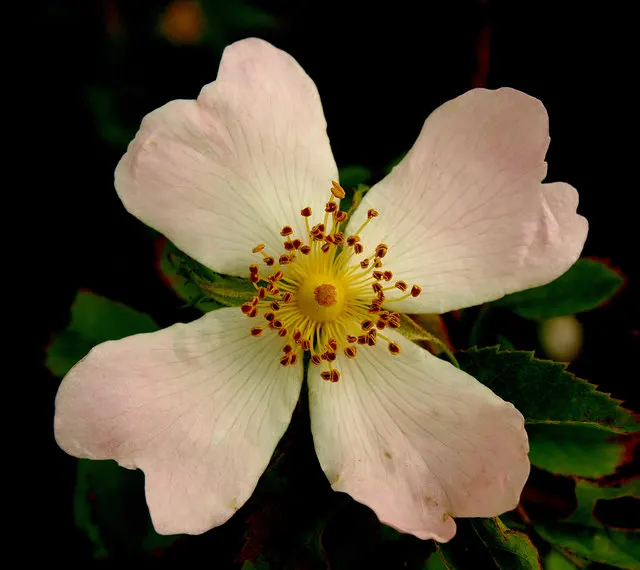 Wild Rose (Rosa Californica 'Plena') — especially within the first growing season to establish a robust root system; the plant's flowering season extends into