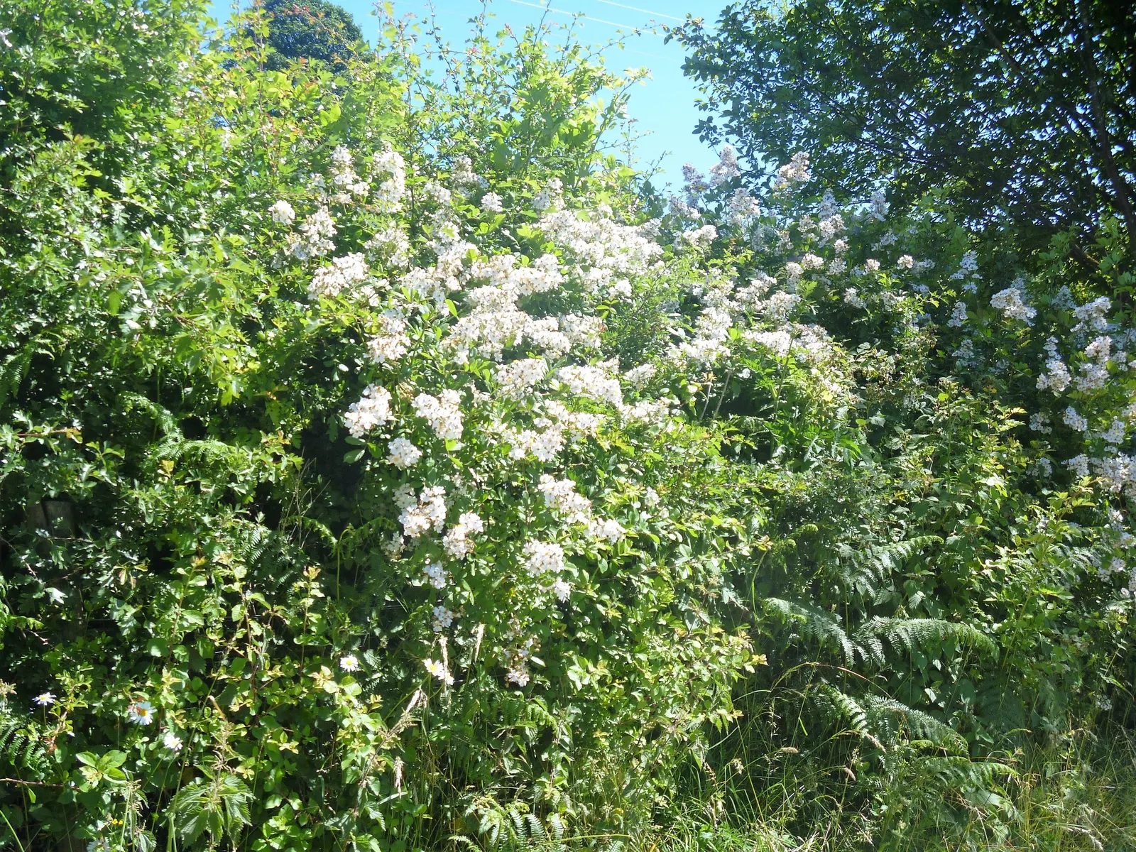 Wild Rose (Rosa Californica 'Plena') — while its pinnately compound leaves