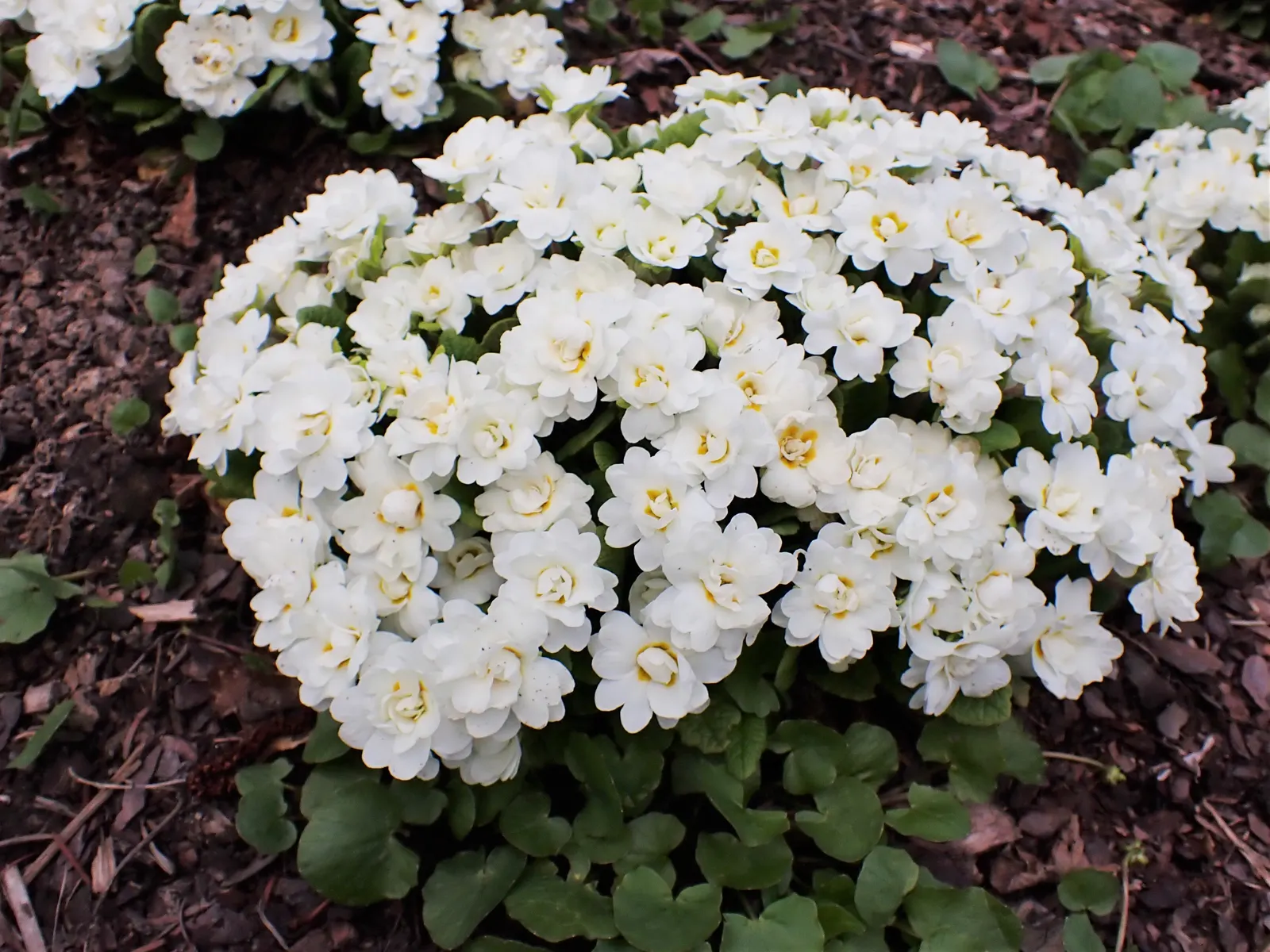 Wild Rose (Rosa Californica 'Plena') — shrub / vine for full or half or shade; and informal hedge settings, image 84
