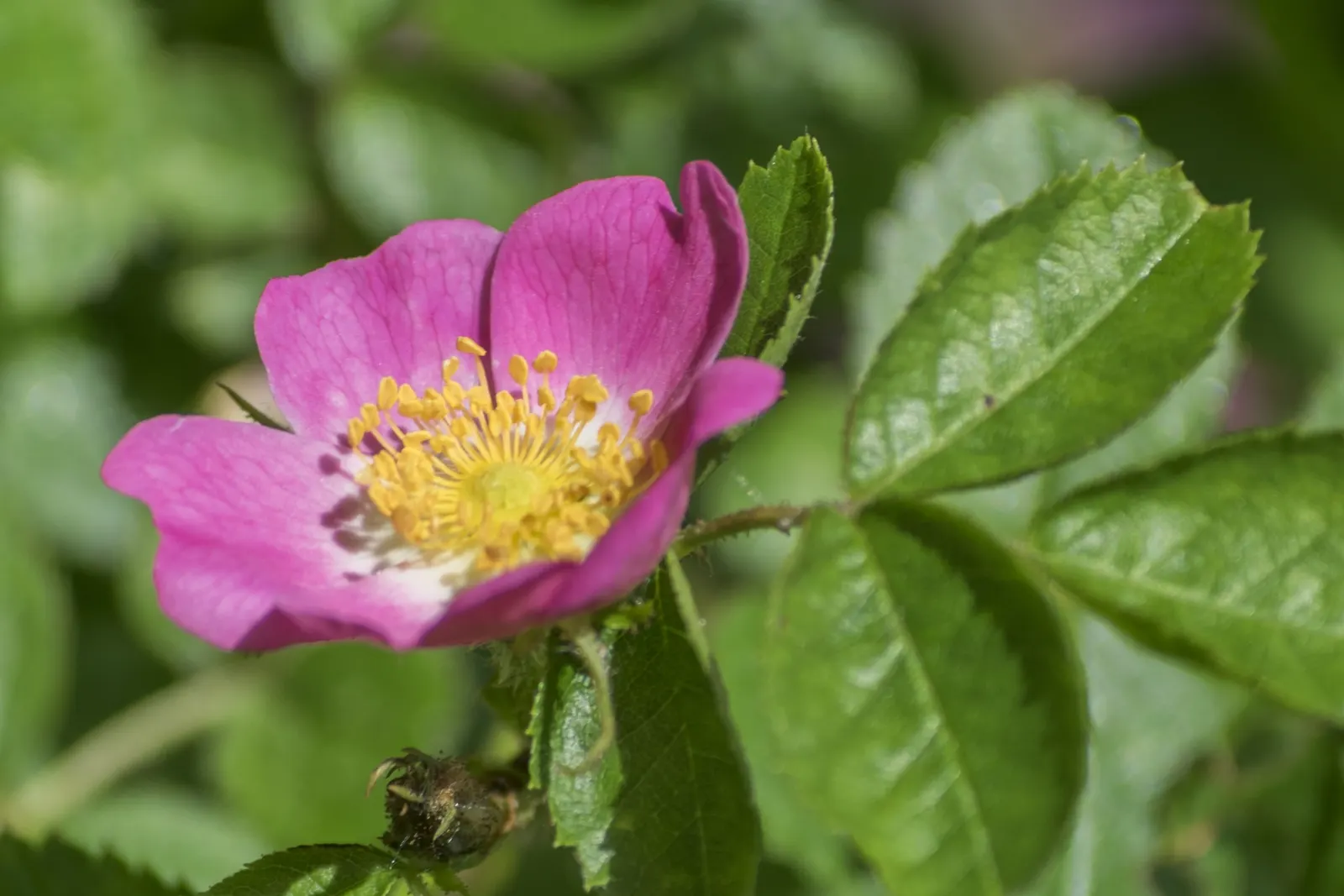 Wild Rose (Rosa Californica 'Plena') — double-petaled flowers with a pink hue; the plant's flowering season extends into the fall, image 87