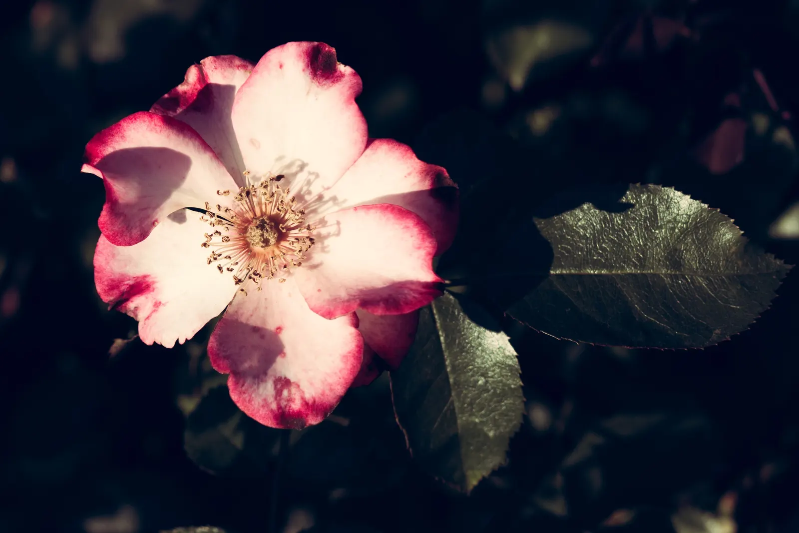 Wild Rose (Rosa Californica 'Plena') — is a robust shrub reaching 3-6 feet in height and spreading up to 6 feet wide; while its pinnately compound, image 86