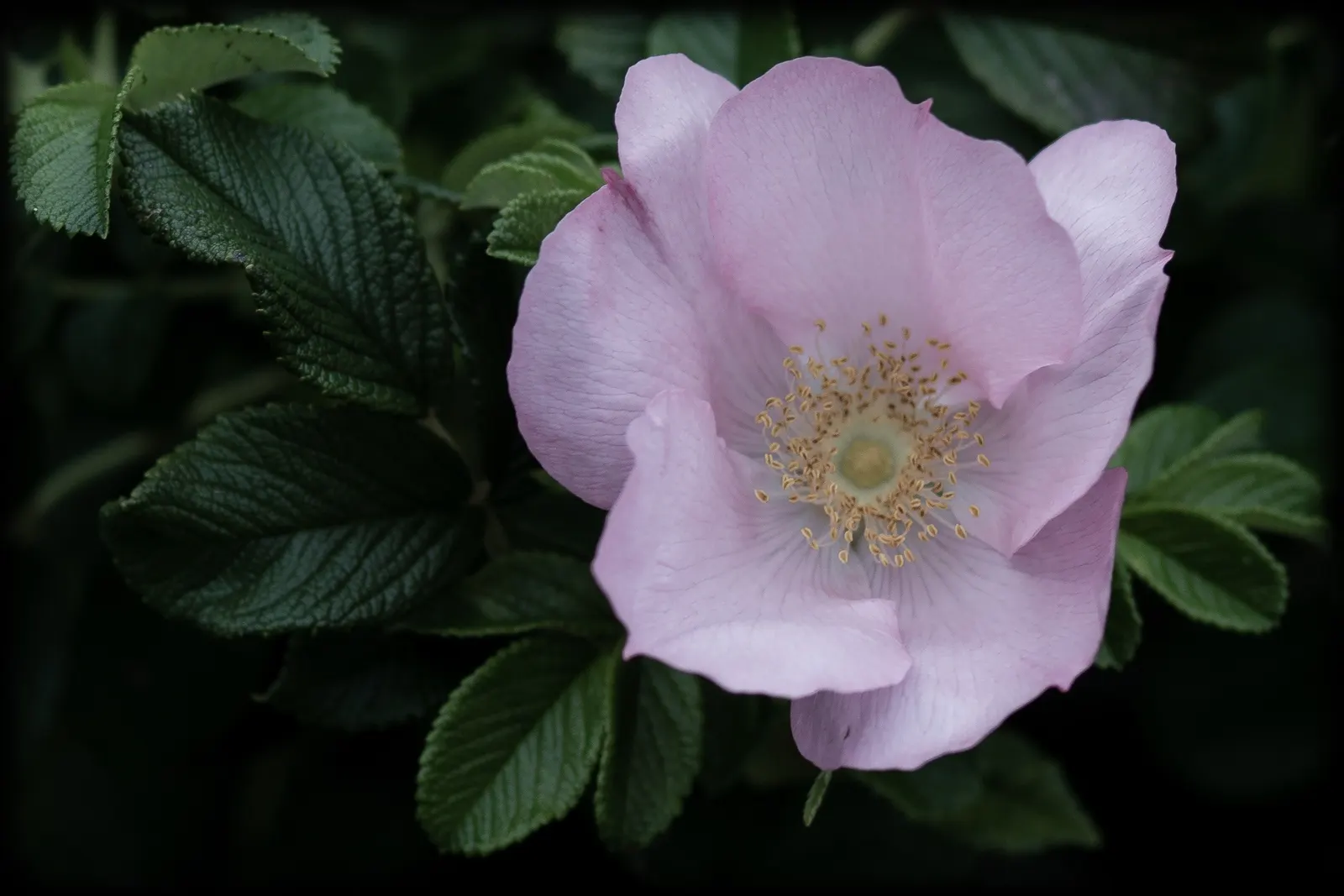 Wild Rose (Rosa Californica 'Plena') — commonly known as the Wild California Rose; this rose blooms from late spring to fall, image 57