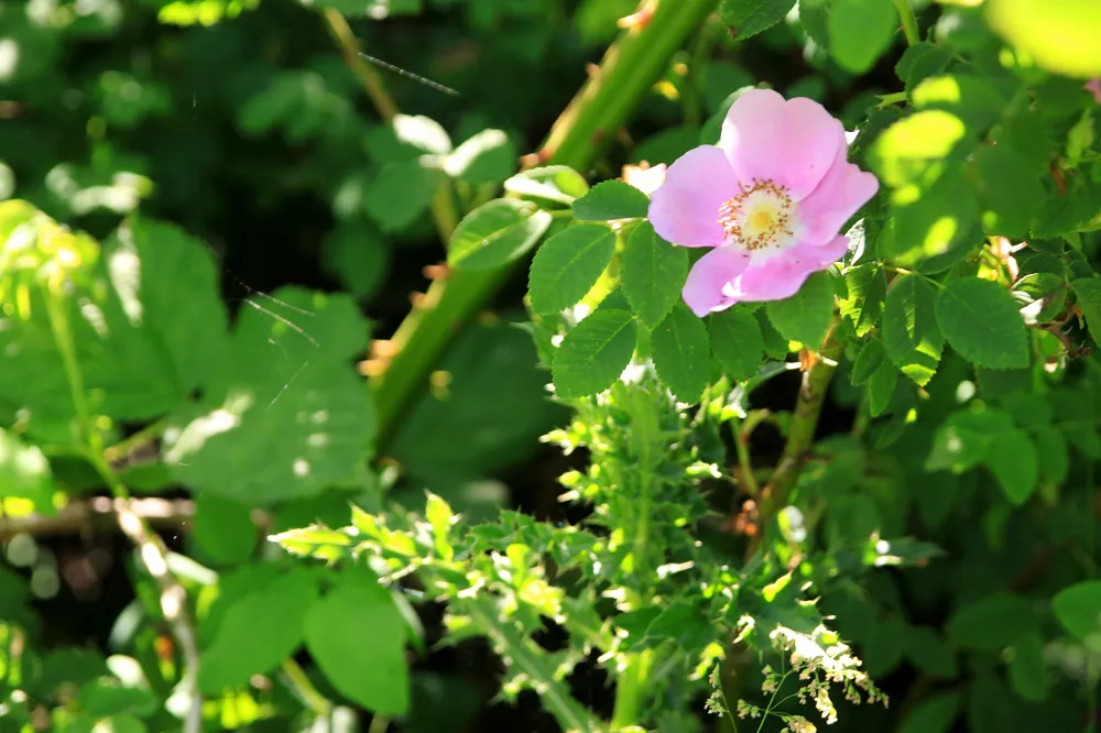 Wild Rose (Rosa Californica 'Plena') — approximately 2 to 3 inches in diameter; and informal hedge settings