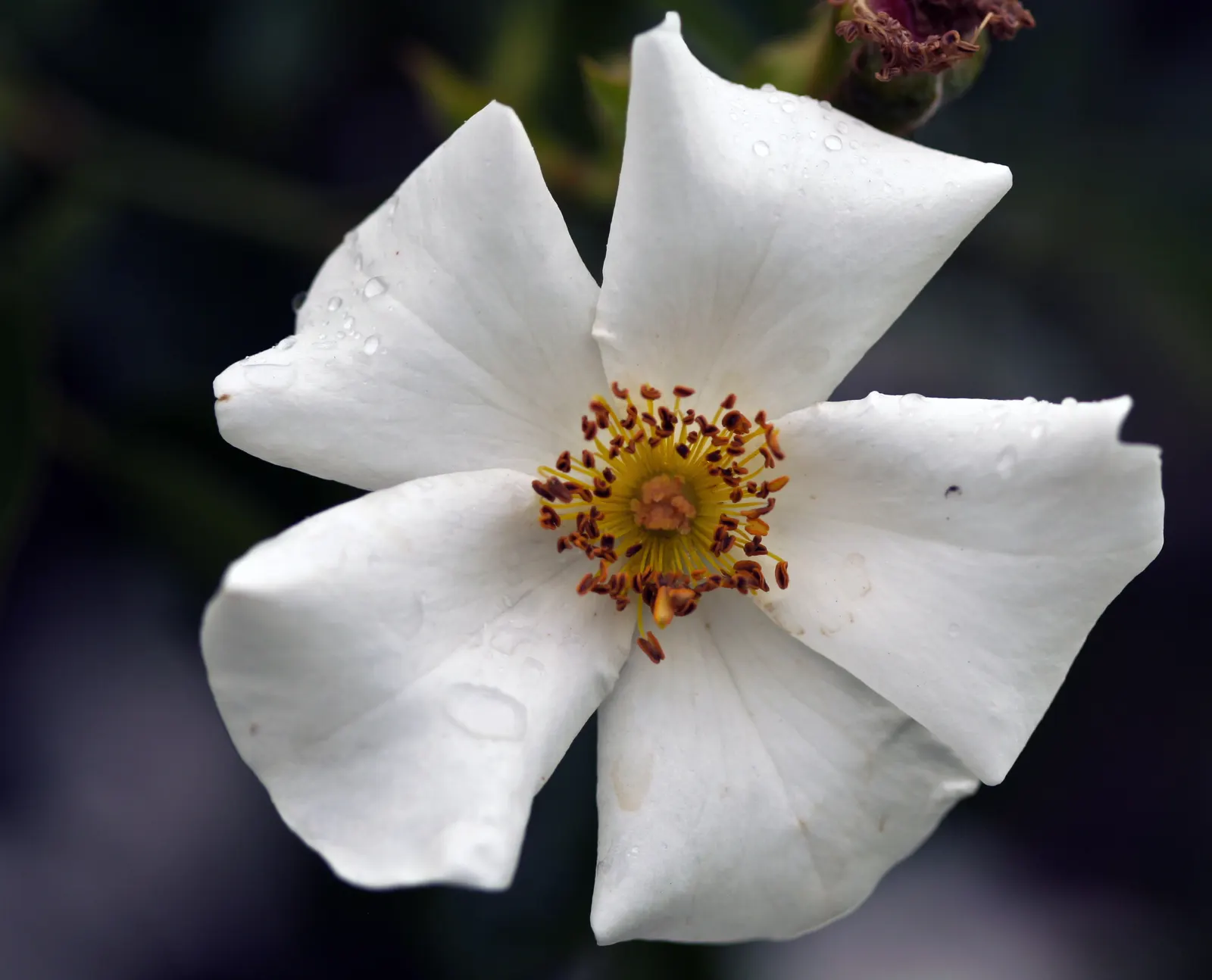 Wild Rose (Rosa Californica 'Plena') — around 0.5 to 1 inch in size; this rose blooms from late spring to fall, image 77