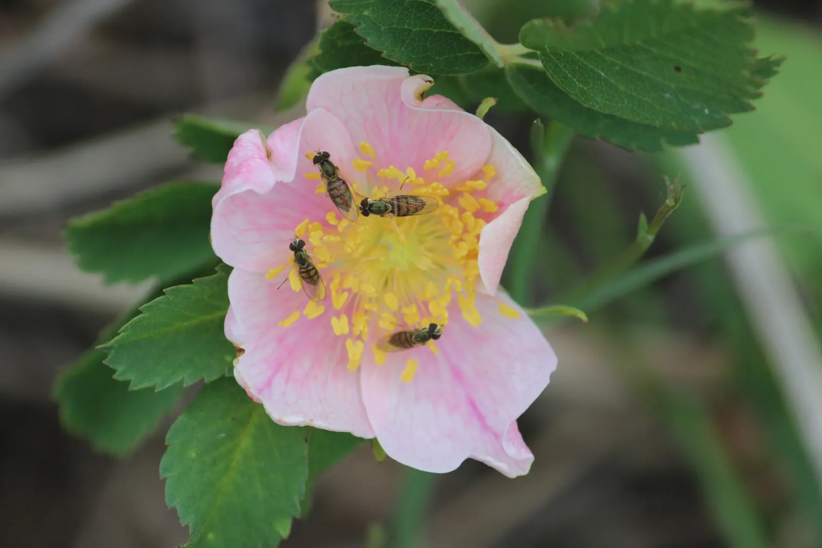 Wild Rose (Rosa Californica 'Plena') — Its stems are adorned with small thorns that deter herbivores; while its pinnately compound leaves, image 66