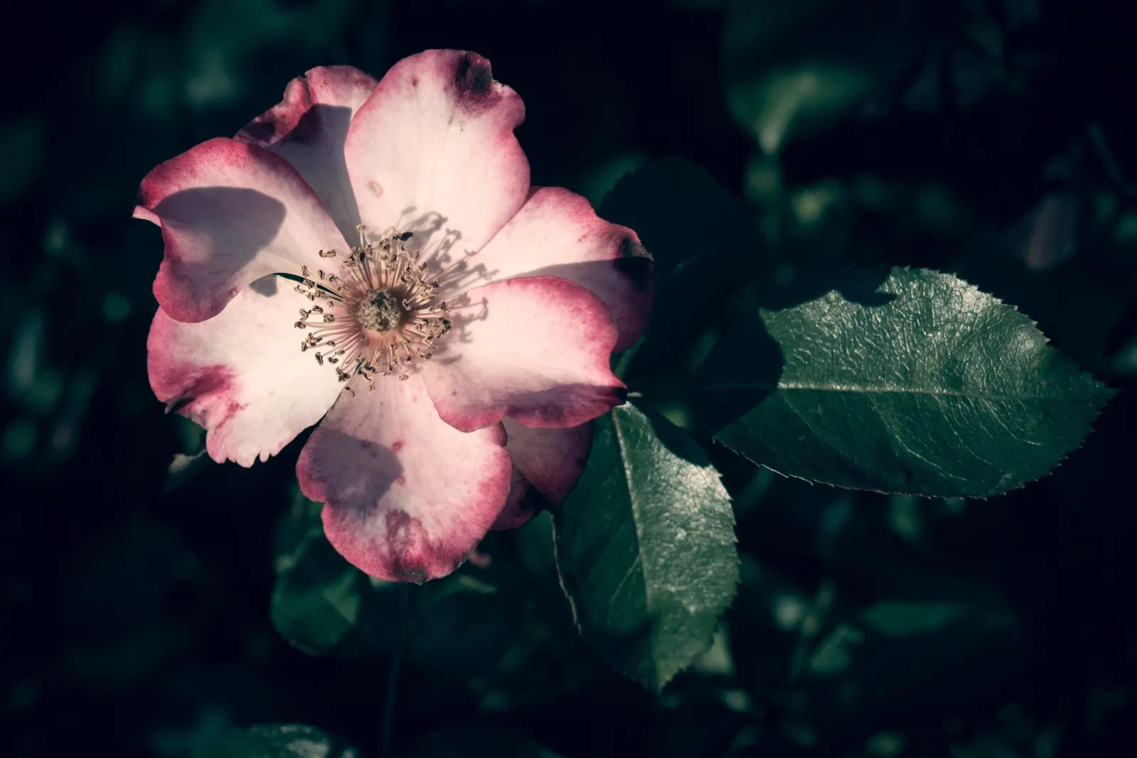 Wild Rose (Rosa Californica 'Plena') — while its pinnately compound leaves; the plant's flowering season extends into the fall, image 95