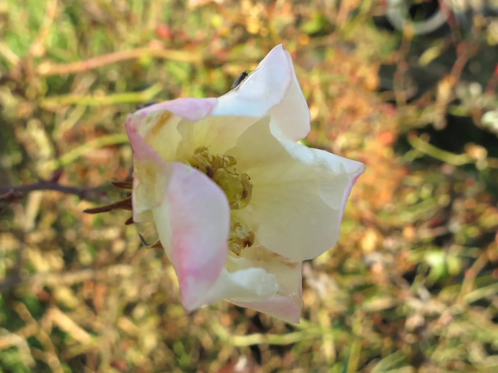 Wild Rose (Rosa Californica 'Plena') — pink flowers in the garden