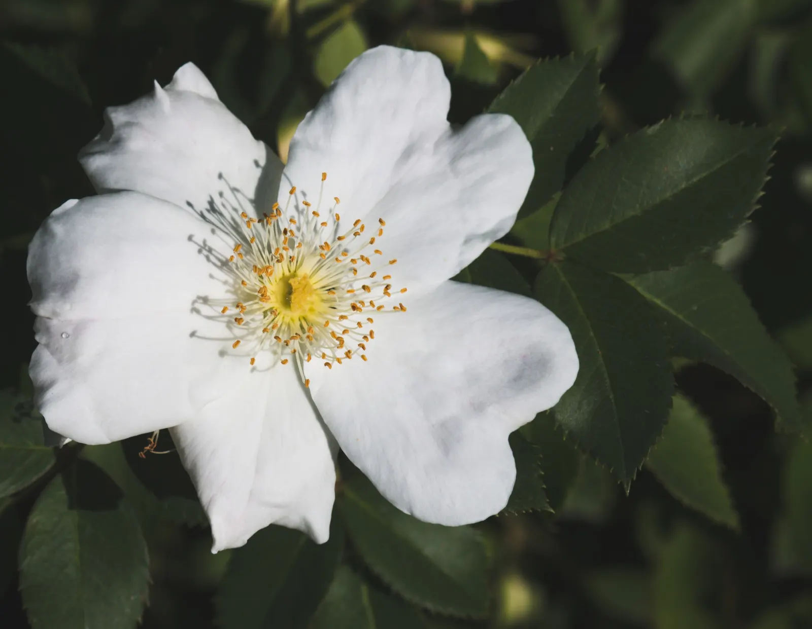 Wild Rose (Rosa Californica 'Plena') — It thrives in full sun to part shade and tolerates a range of soil conditions