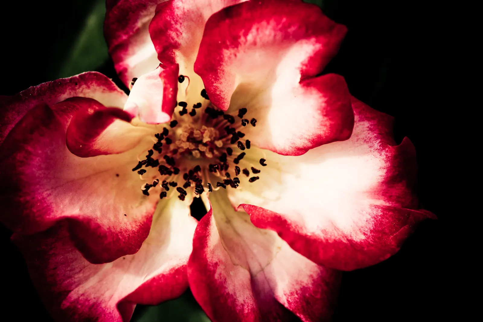 Wild Rose (Rosa Californica 'Plena') — around 0.5 to 1 inch in size; this rose blooms from late spring to fall