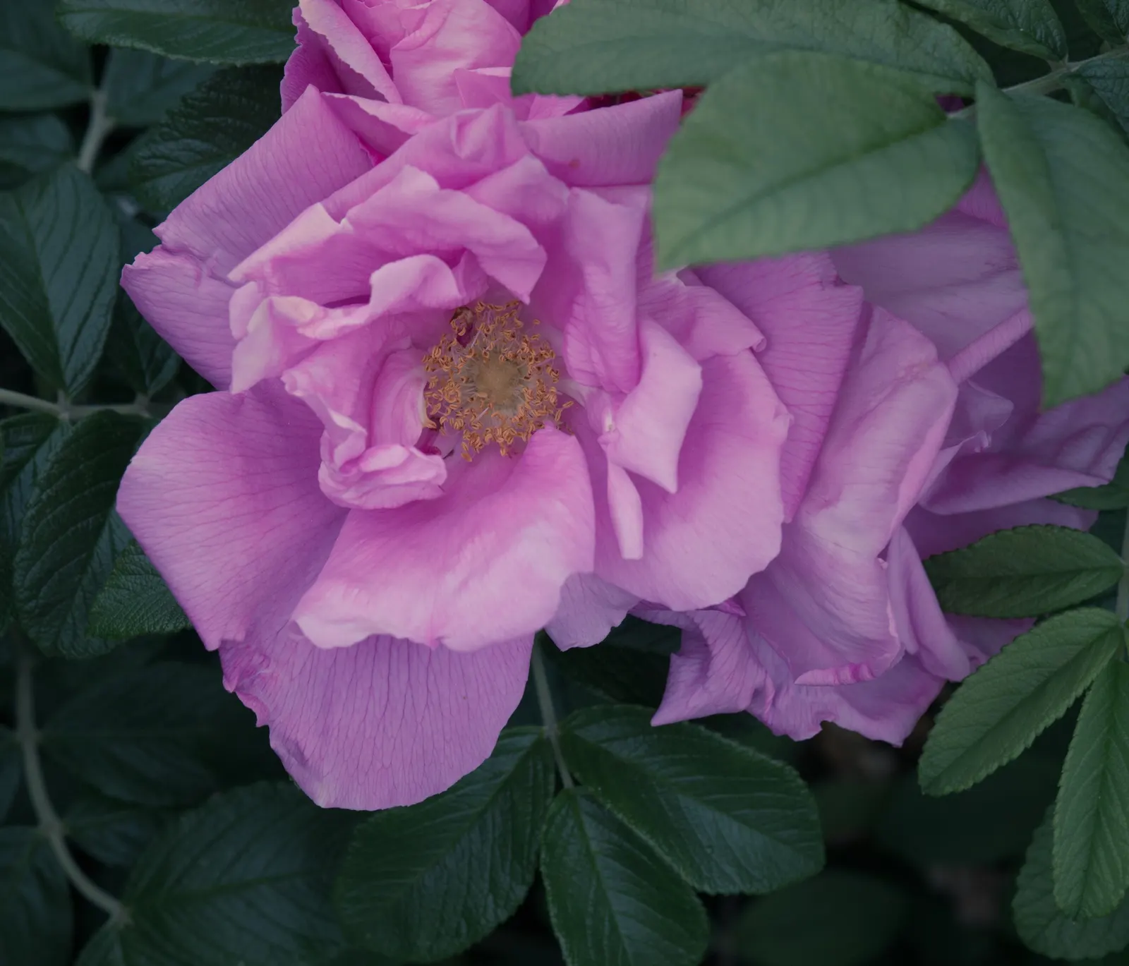 Wild Rose (Rosa Californica 'Plena') — this rose blooms from late spring to fall