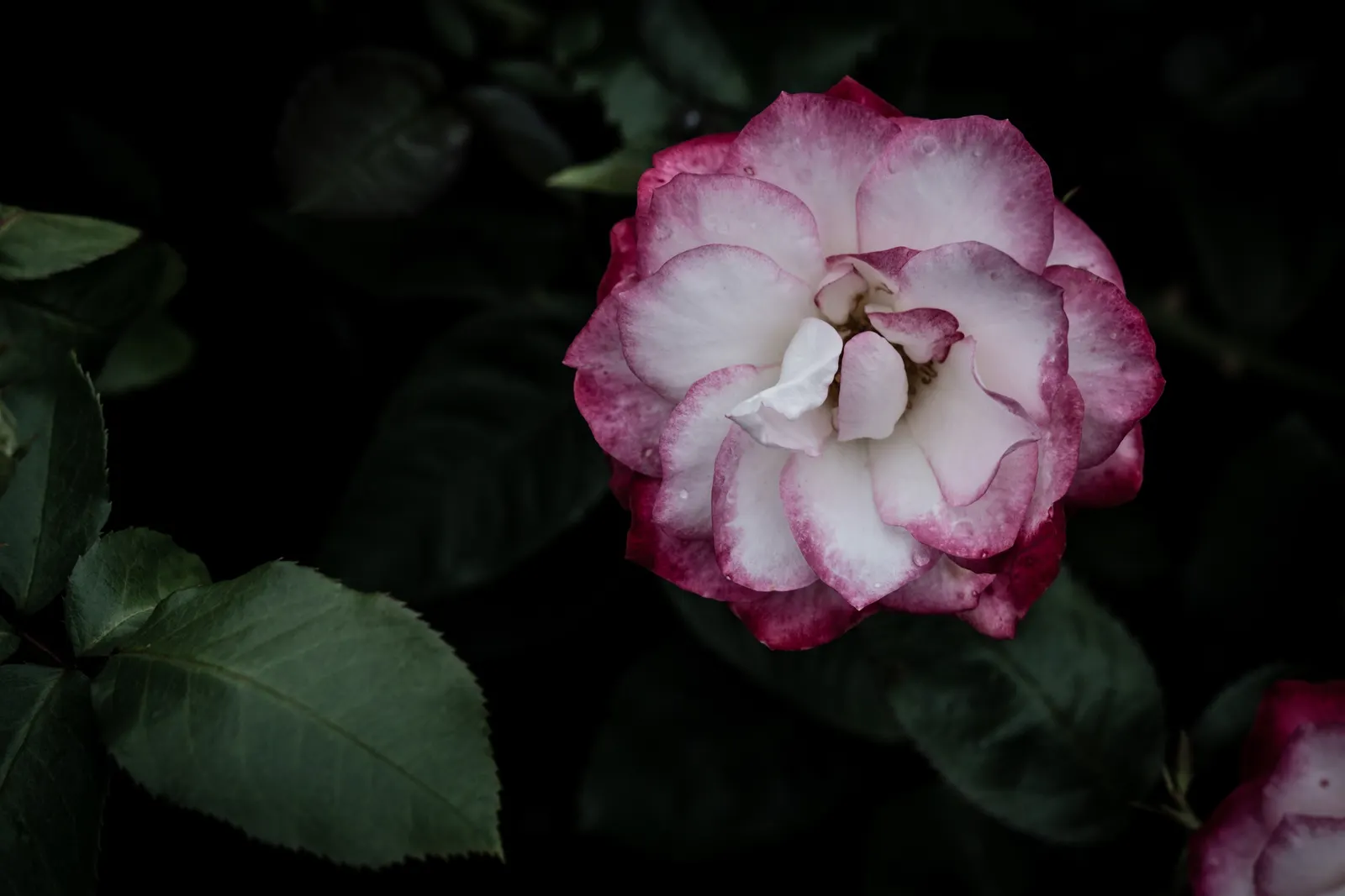 Wild Rose (Rosa Californica 'Plena') — is a captivating addition to any landscape design; and informal hedge settings, image 64