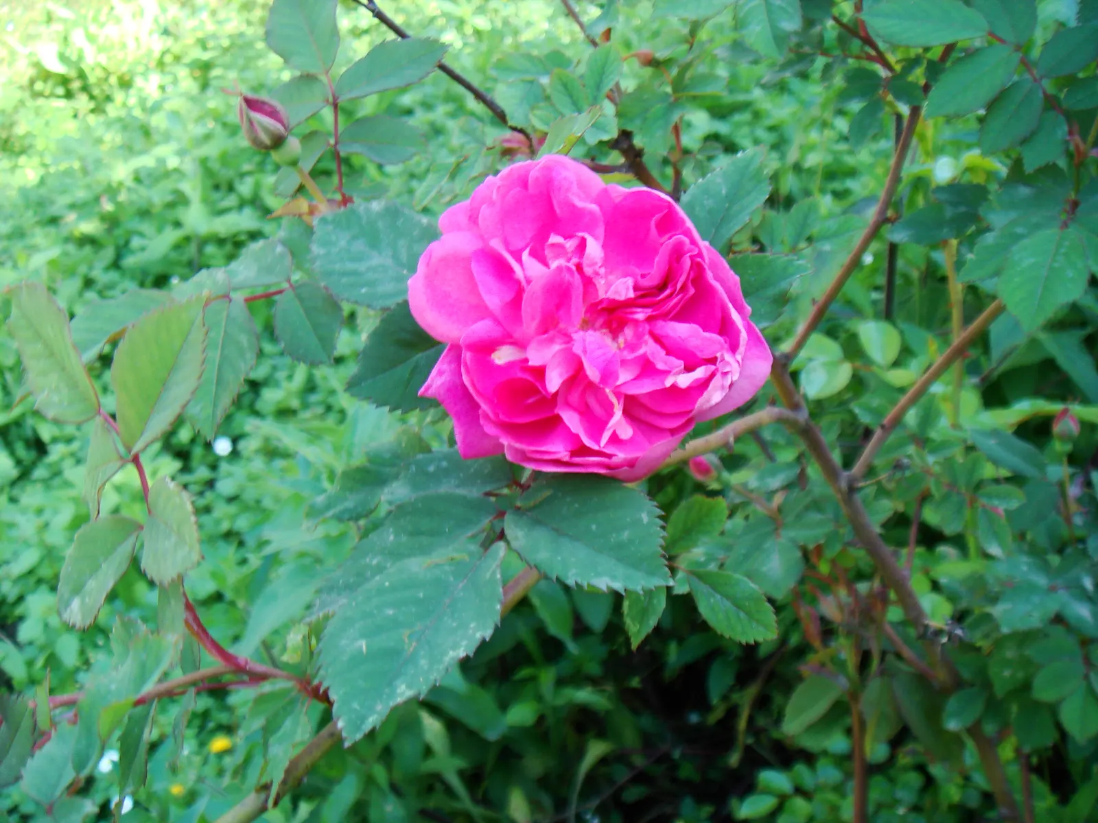 Wild Rose (Rosa Californica 'Plena') — ideal for attracting pollinators like bees and butterflies