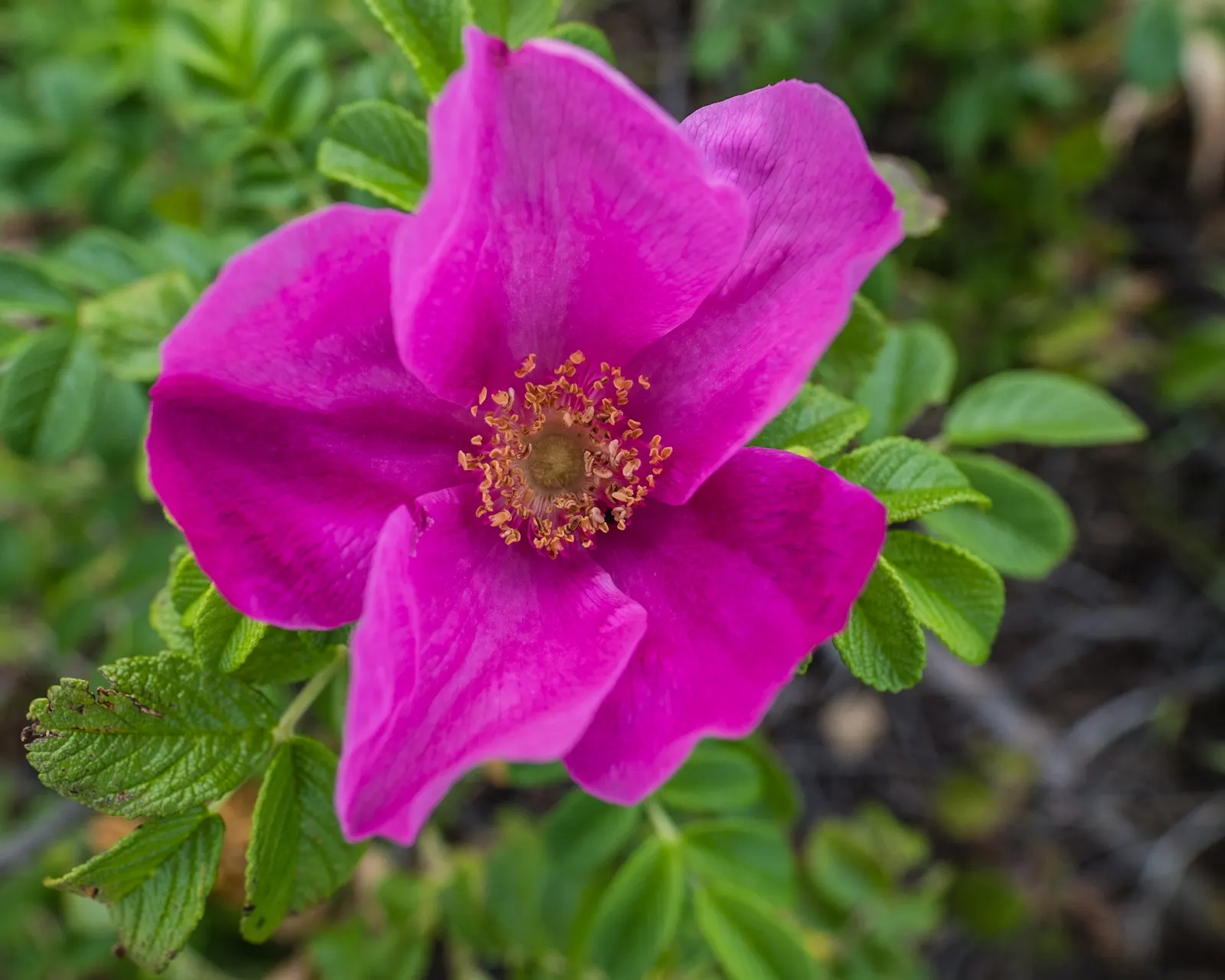 Wild Rose (Rosa Californica 'Plena') — commonly known as the Wild California Rose; this rose blooms from late spring to fall, image 85