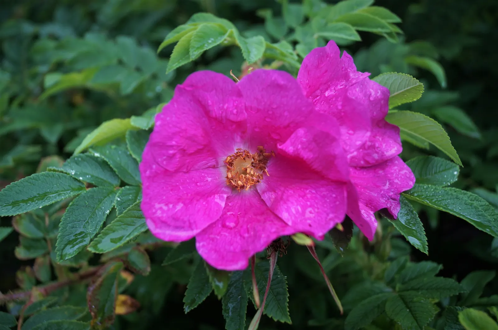 Wild Rose (Rosa Californica 'Plena') — is a captivating addition to any landscape design; and informal hedge settings