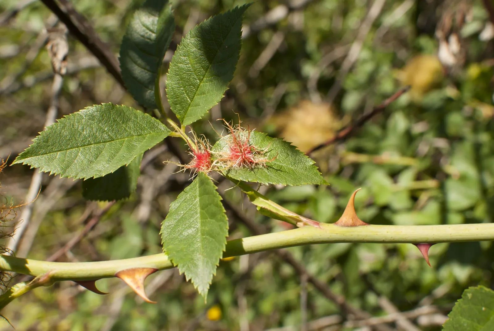 Wild Rose (Rosa Californica 'Plena') — It thrives in full sun to part shade and tolerates a range of soil conditions; this rose blooms from late, image 89