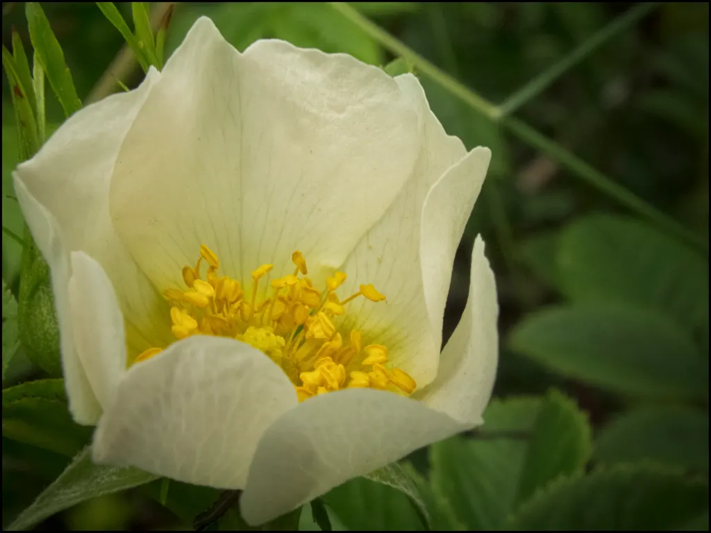 Wild Rose (Rosa Californica 'Plena') — commonly referred to as the Wild Rose; the plant's flowering season extends into the fall