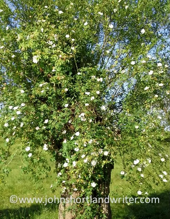 Wild Rose (Rosa Californica 'Plena') — the Wild Rose bursts into a spectacular display of fragrant; while its pinnately compound leaves