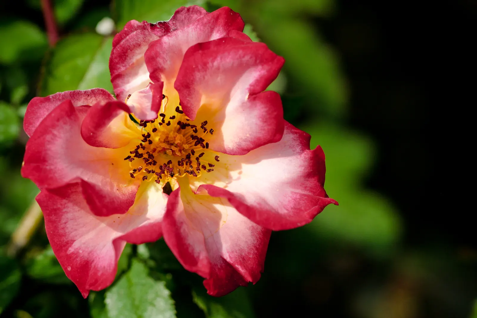 Wild Rose (Rosa Californica 'Plena') — It thrives in full sun to part shade and tolerates a range of soil conditions; this rose blooms from late, image 61