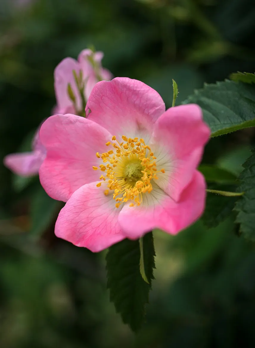 Wild Rose (Rosa Californica 'Plena') — commonly referred to as the Wild Rose