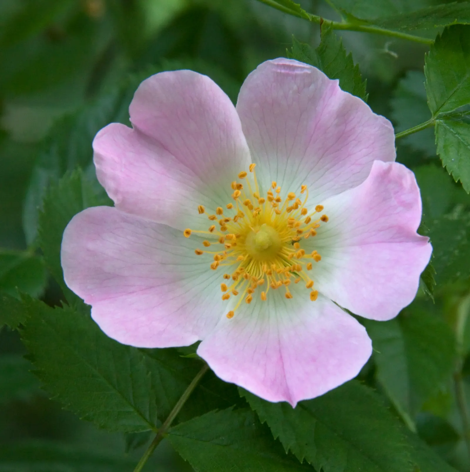 Wild Rose (Rosa Californica 'Plena') — and informal hedge settings; this rose blooms from late spring to fall