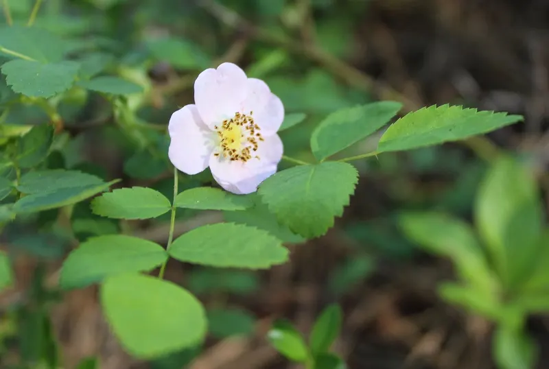 Wild Rose (Rosa Californica 'Plena') — shrub / vine with pink blooms; the plant's flowering season extends into the fall, image 83