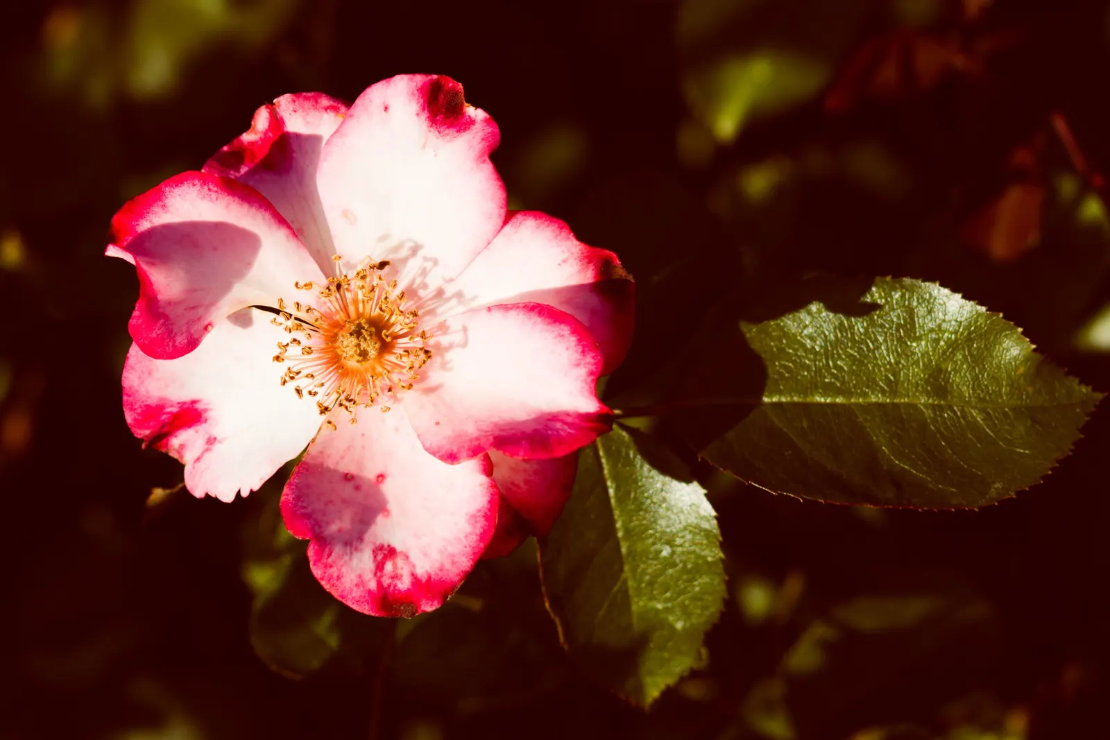 Wild Rose (Rosa Californica 'Plena') — measuring 1 to 2 inches in length; and informal hedge settings, image 96