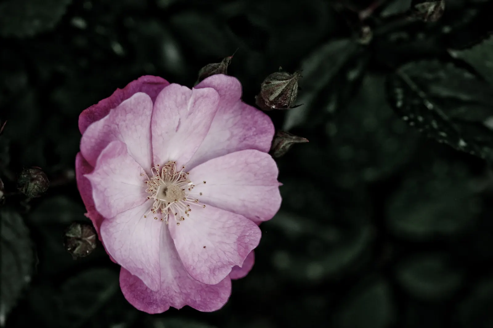 Wild Rose (Rosa Californica 'Plena') — reaching a height of 3 to 5 feet with a similar spread; this rose blooms from late spring to fall, image 65