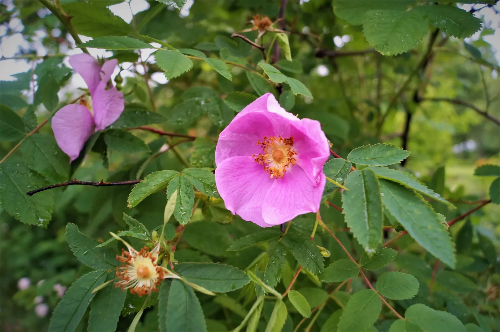 Wild Rose (Rosa Californica 'Plena') — pink flowers in the garden; while its pinnately compound leaves, image 82