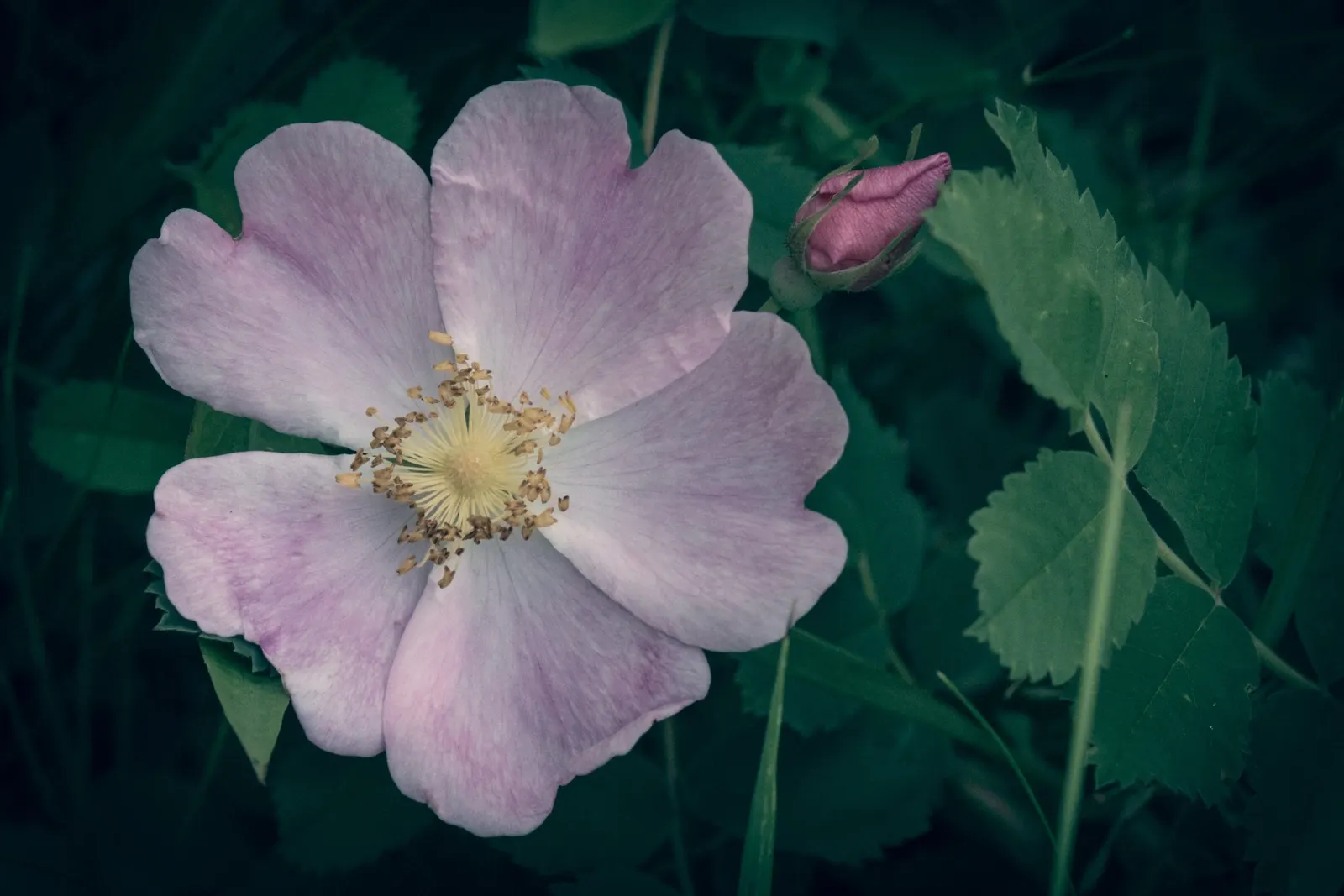 Wild Rose (Rosa Californica 'Plena') — the 'Plena' forms decorative