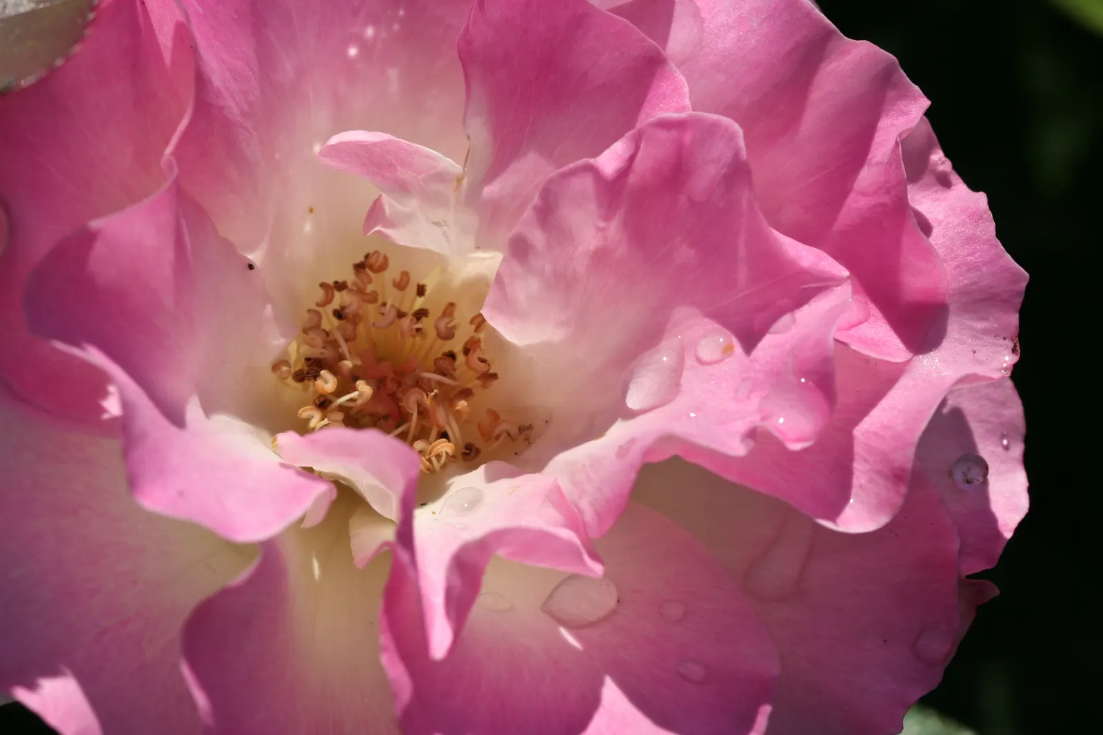 Wild Rose (Rosa Californica 'Plena') — approximately 2 to 3 inches in diameter