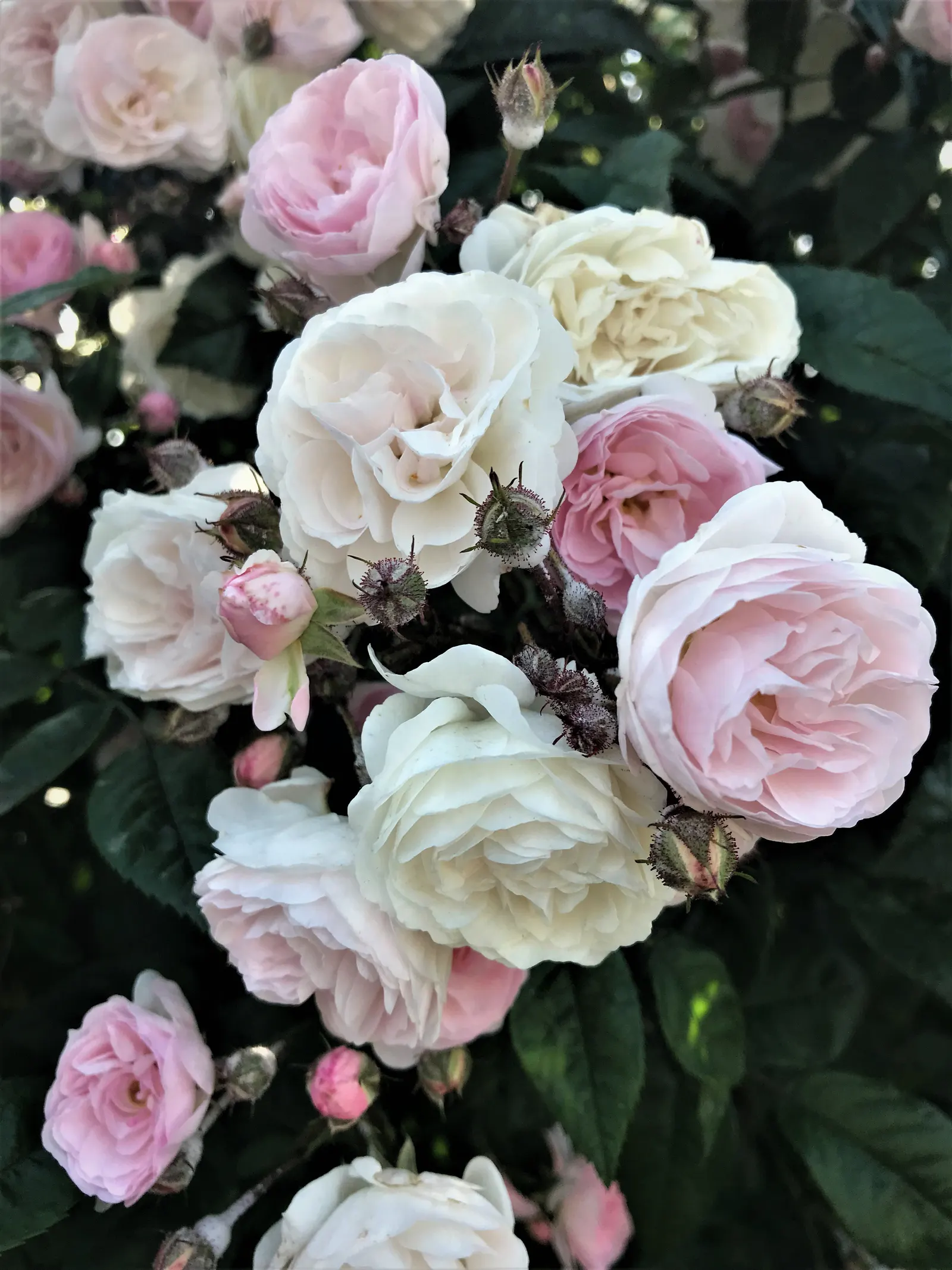 Wild Rose (Rosa Californica 'Plena') — is a captivating addition to any landscape design