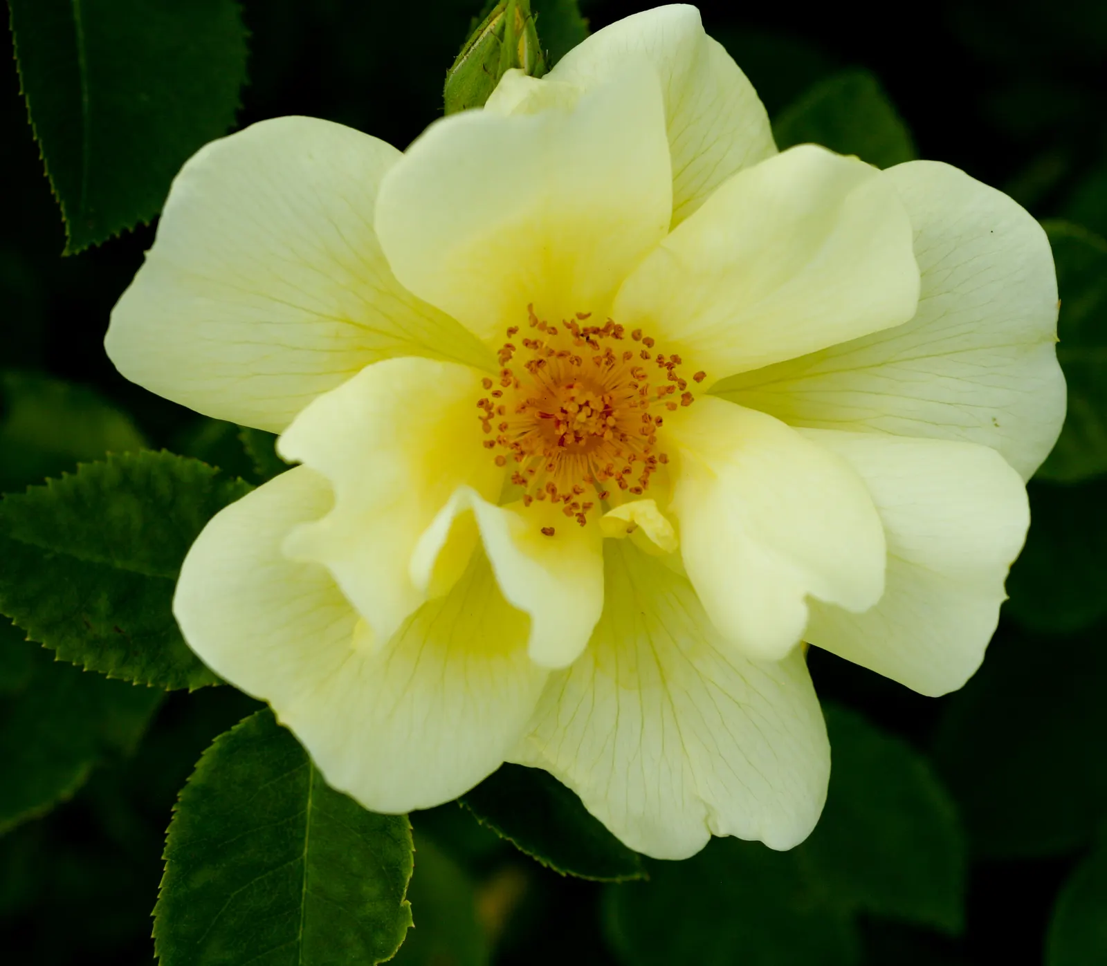 Wild Rose (Rosa Californica 'Plena') — this variety requires moderate watering
