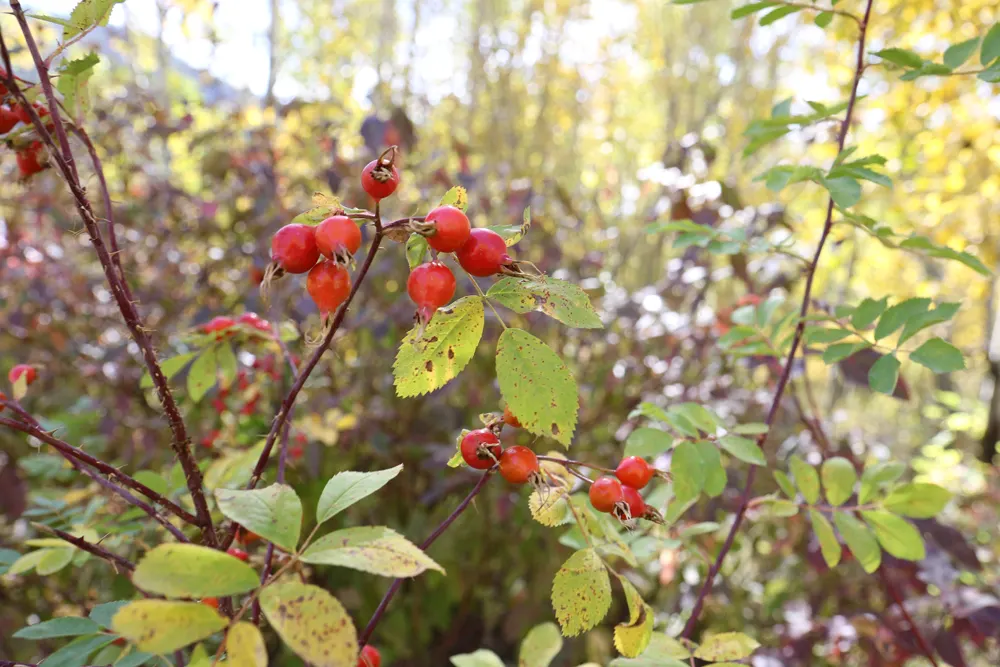 Wild Rose (Rosa Californica 'Plena') — the 'Plena' forms decorative; and informal hedge settings, image 76