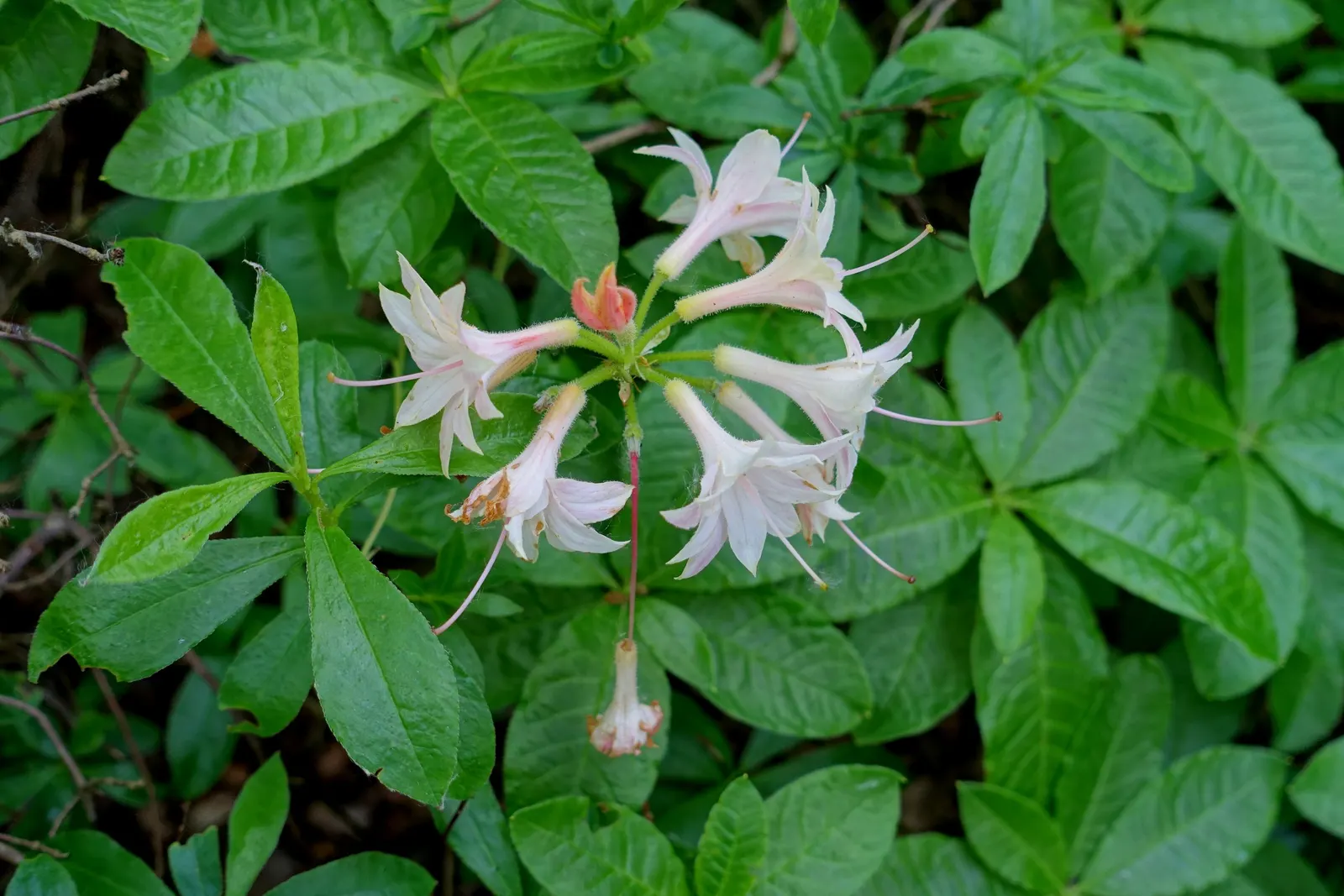 Wild Rose (Rosa Californica 'Plena') — It thrives in full sun to part shade and tolerates a range of soil conditions; this rose blooms from late spring to fall