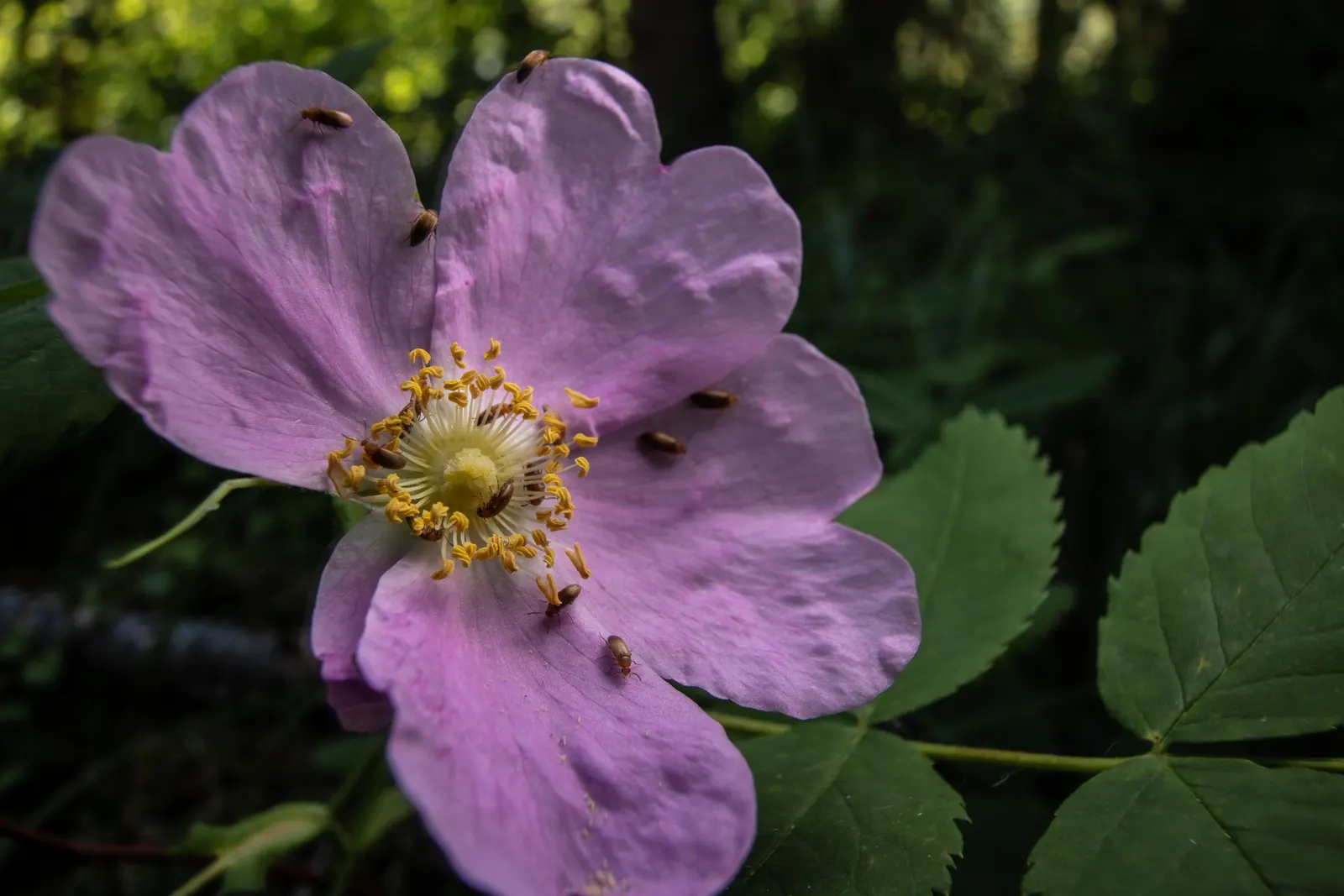 Wild Rose (Rosa Californica 'Plena') — Each rose is a delicate array of pink hues; the plant's flowering season extends into the fall