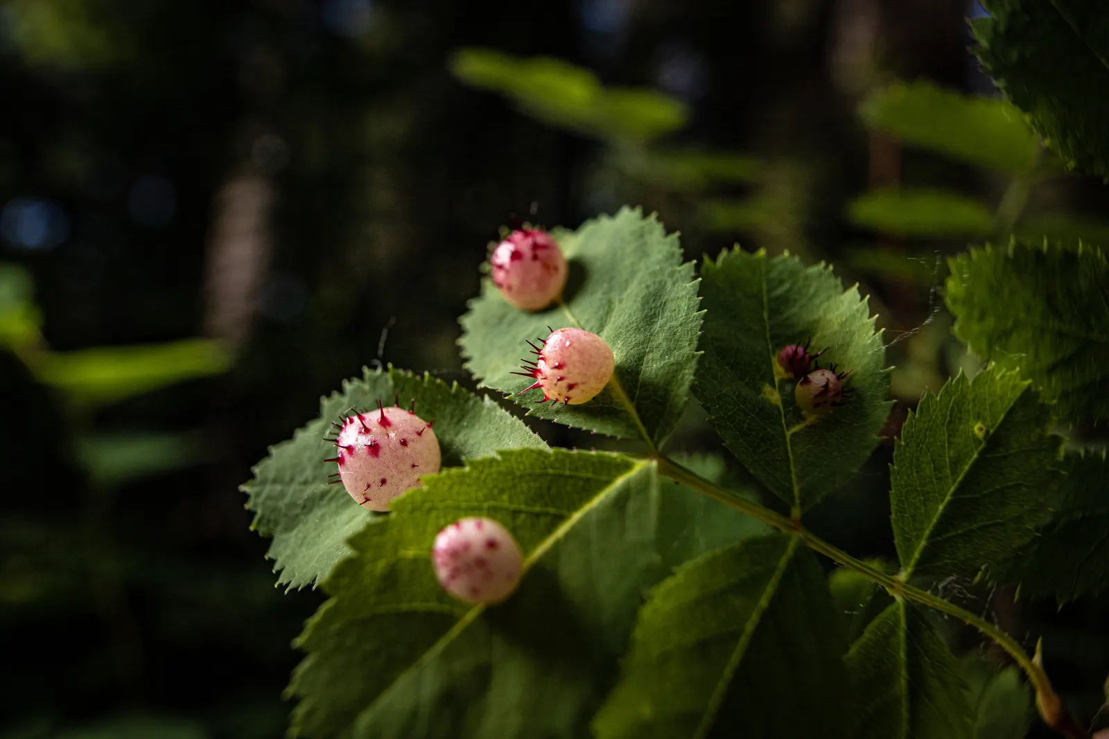 Wild Rose (Rosa Californica 'Plena') — Its stems are adorned with small thorns that deter herbivores; while its pinnately compound leaves, image 94