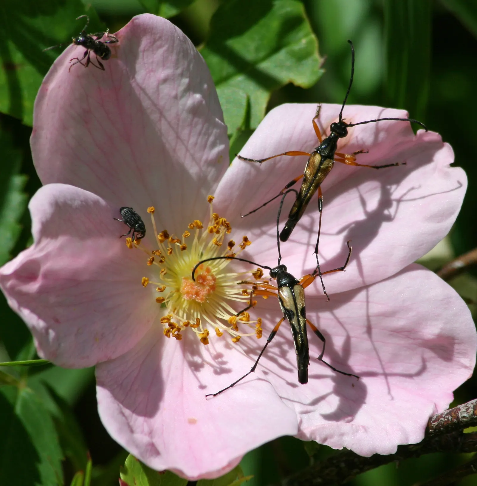 Wild Rose (Rosa Californica 'Plena') — measuring 1 to 2 inches in length