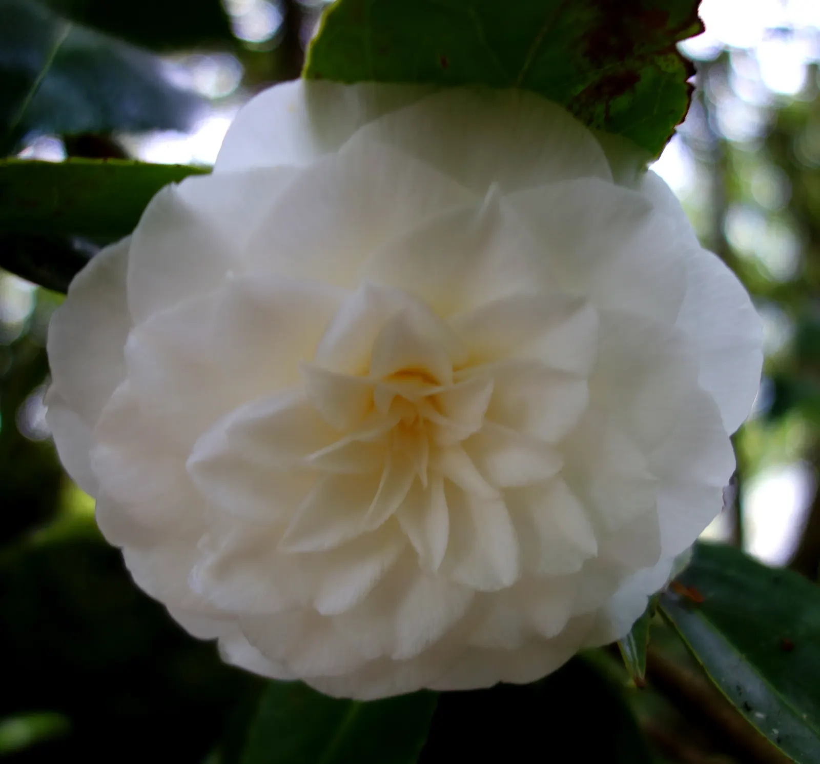 Wild Rose (Rosa Californica 'Plena') — commonly known as the Wild California Rose; this rose blooms from late spring to fall
