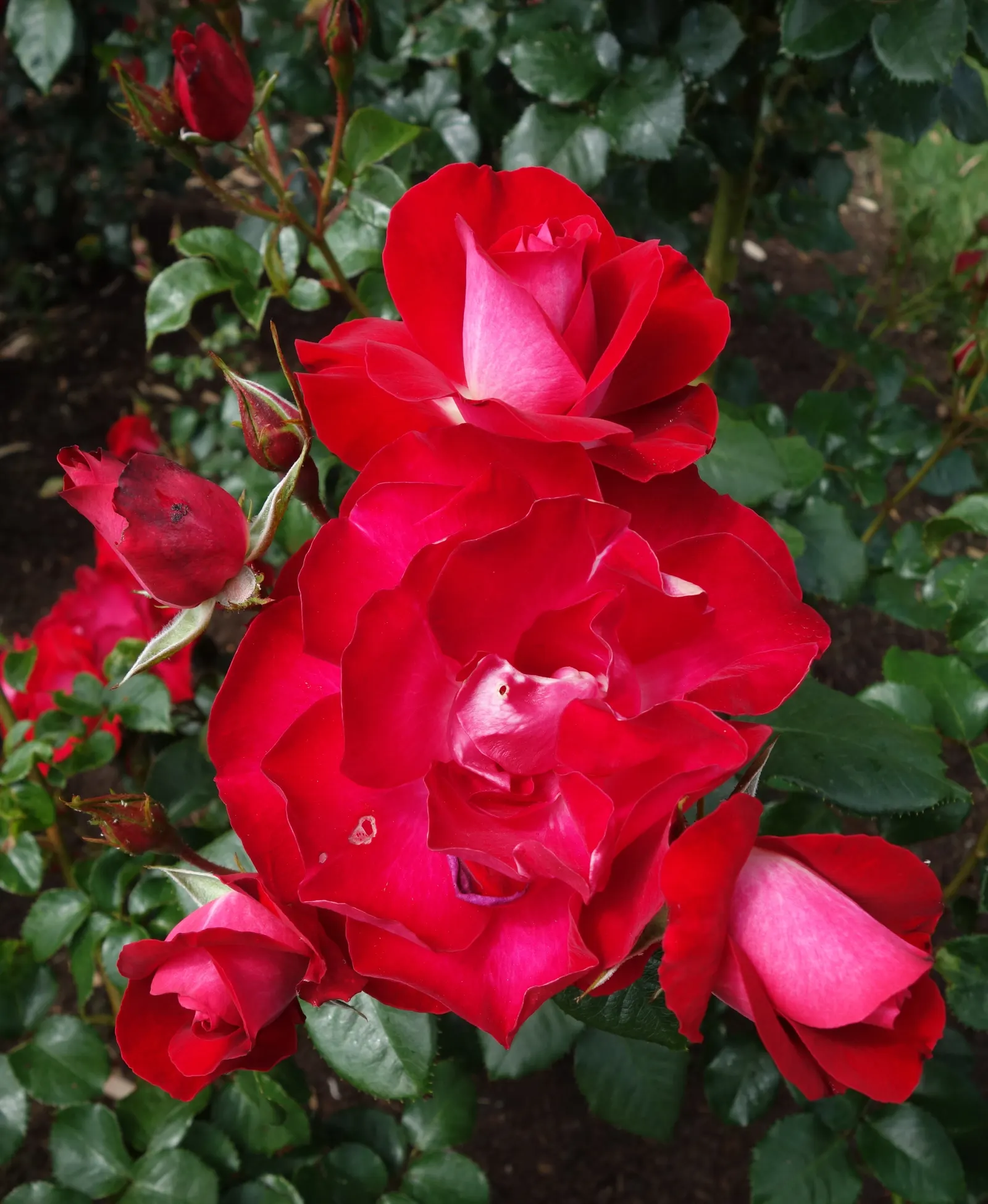 Wild Rose (Rosa Californica 'Plena') — the Wild Rose bursts into a spectacular display of fragrant; while its pinnately compound leaves, image 70