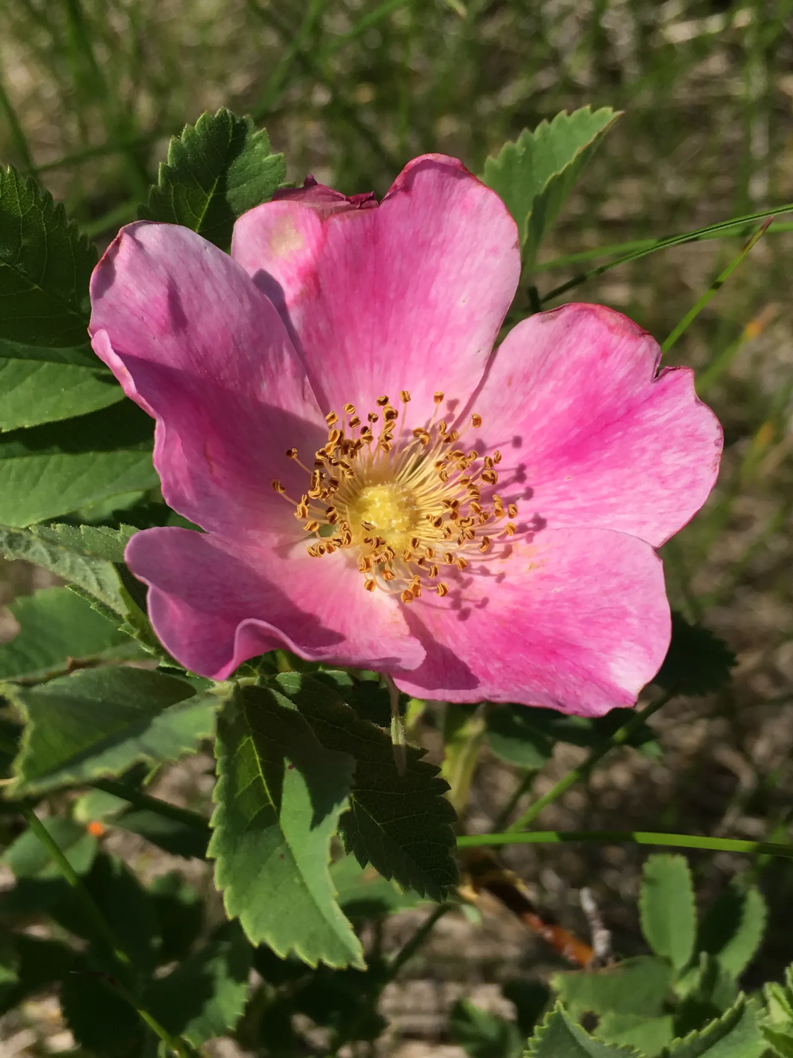 Wild Rose (Rosa Californica 'Plena') — Hardy and low-maintenance, it‚Äôs ideal for naturalistic landscapes; while its pinnately compound leaves, image 62