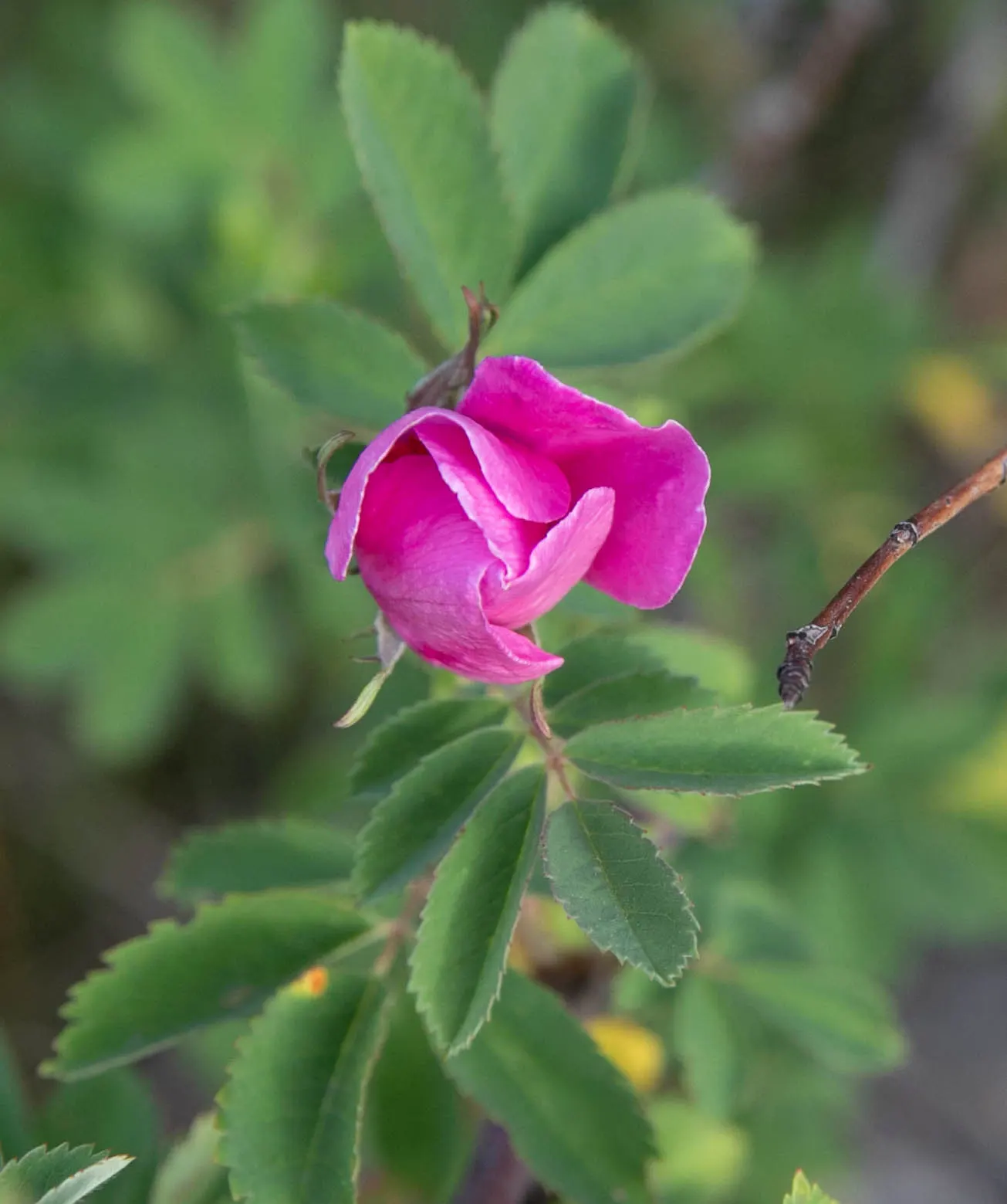 Wild Rose (Rosa Californica 'Plena') — Each rose is a delicate array of pink hues